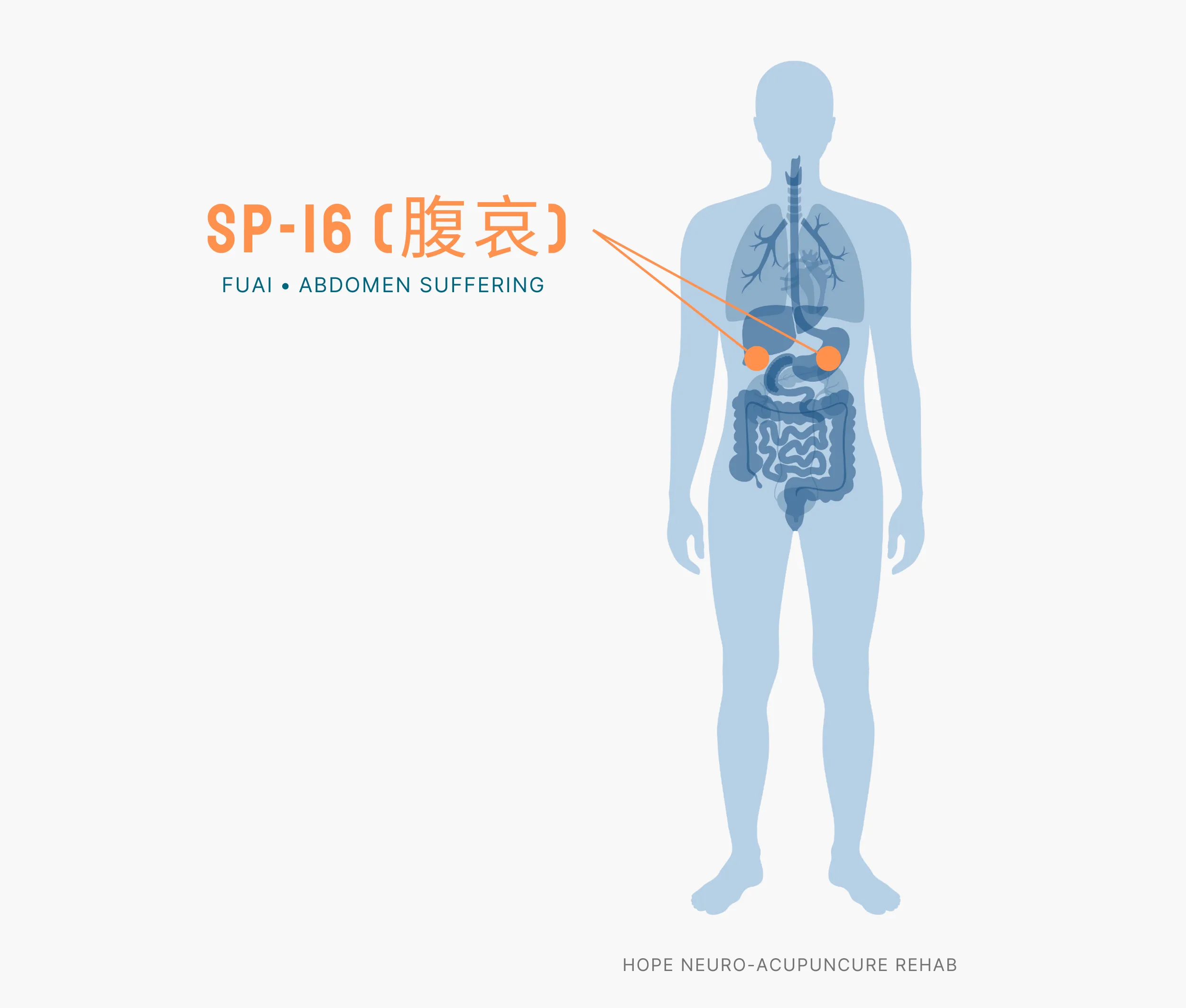 Diagram Showing Where the SP-16 Acupuncture Point (also known as Fuai or Abdomen Suffering) is within the Spleen Meridians