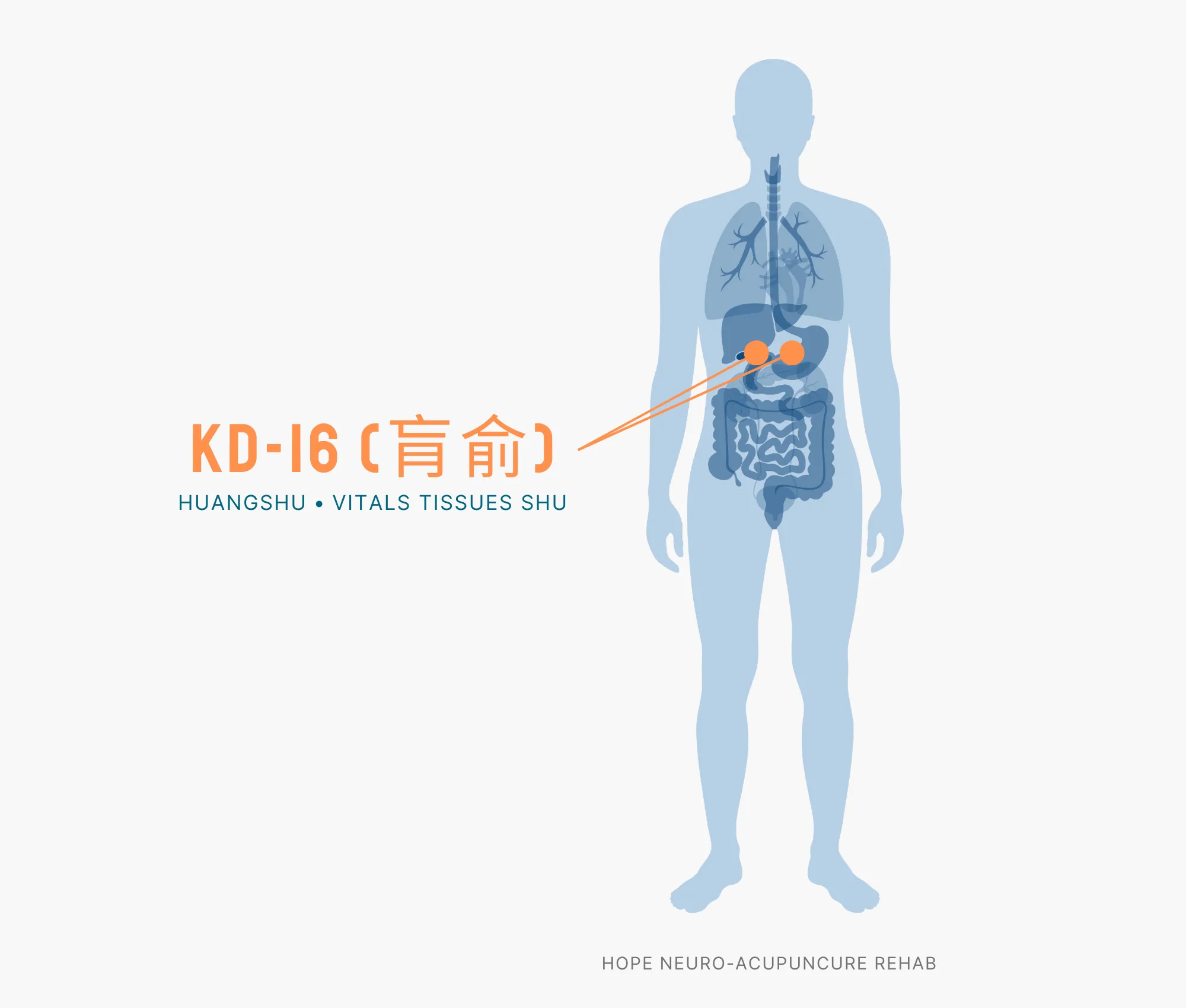 Diagram Showing Where the KD-16 Acupuncture Point (also known as Huangshu or Vitals Tissue Shu) is within the Kidney Meridians