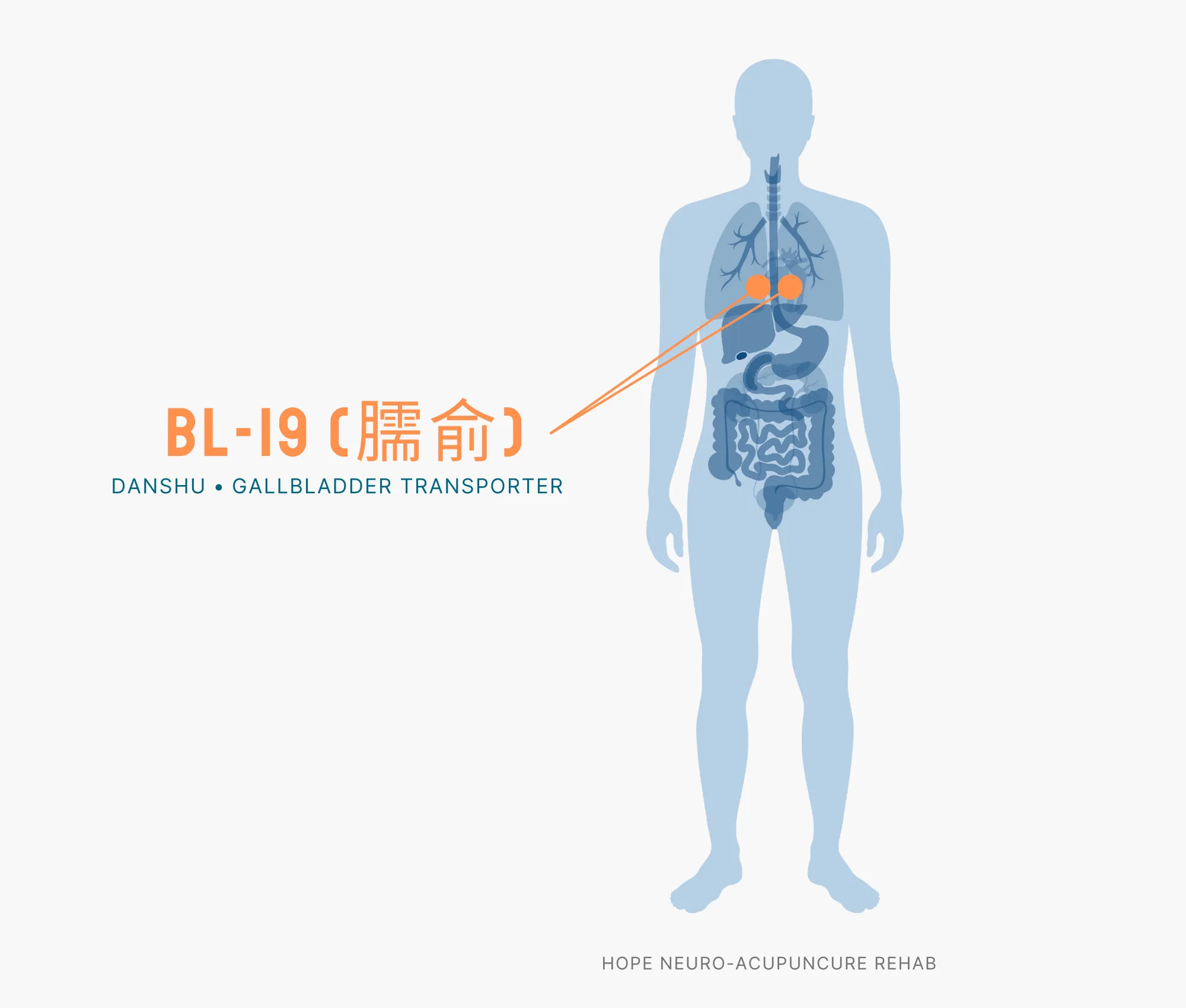 Diagram Showing Where the BL-19 Acupuncture Point (also known as Danshu or Gallblader Transporter) is within the Bladder Meridians