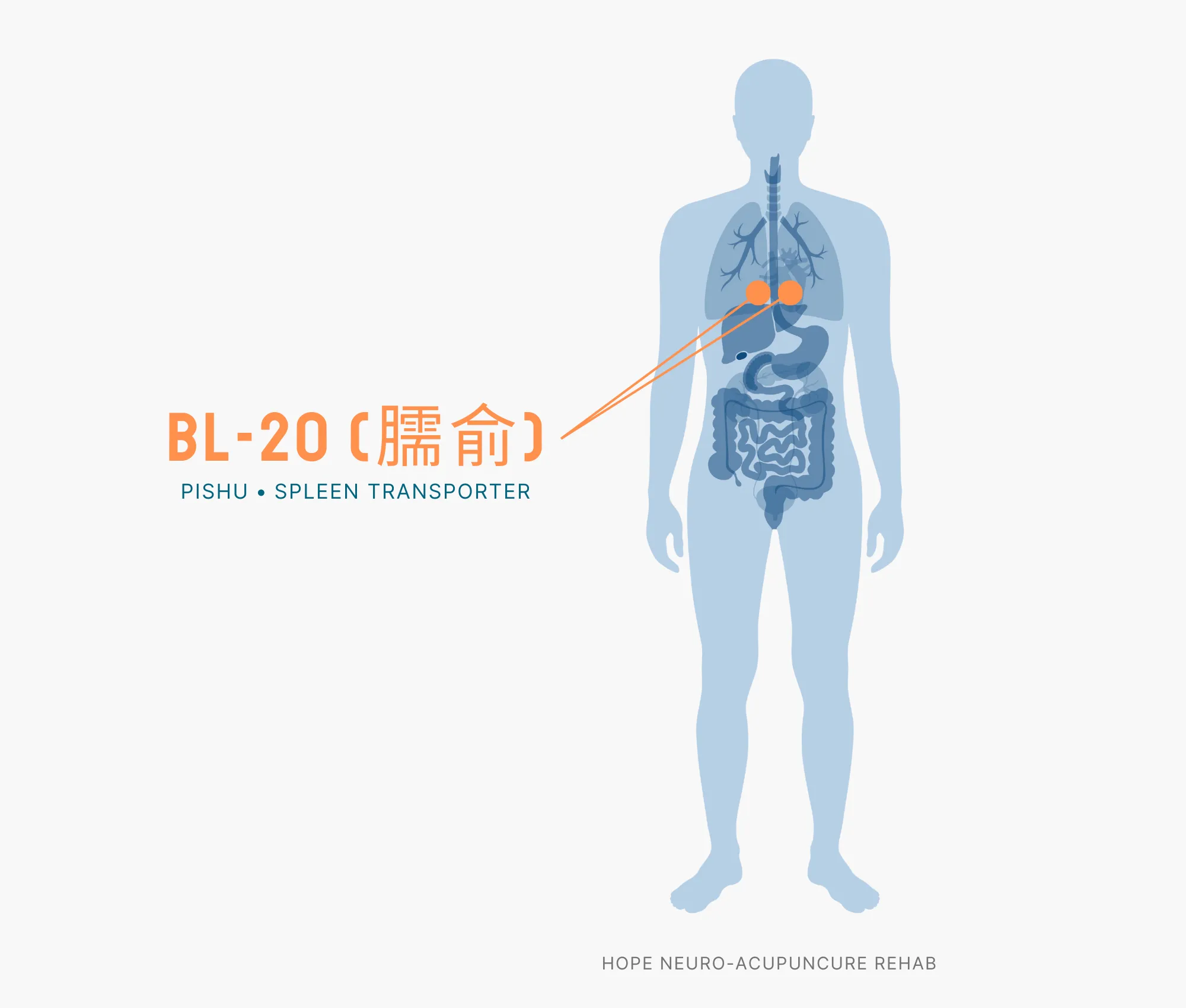 Diagram Showing Where the BL-20 Acupuncture Point (also known as Pishu or Spleen Transporter) is within the Bladder Meridians