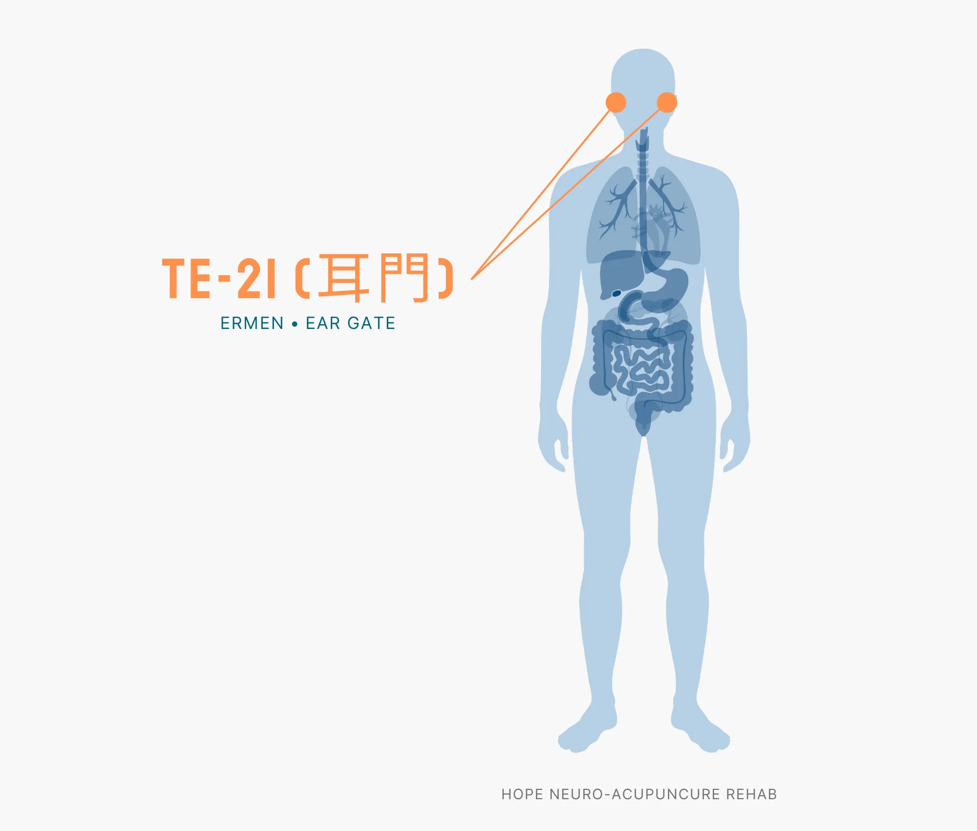 Diagram Showing Where the TE-21 Acupuncture Point (also known as Ermen or Ear Gate) is within the Triple Burner Meridian