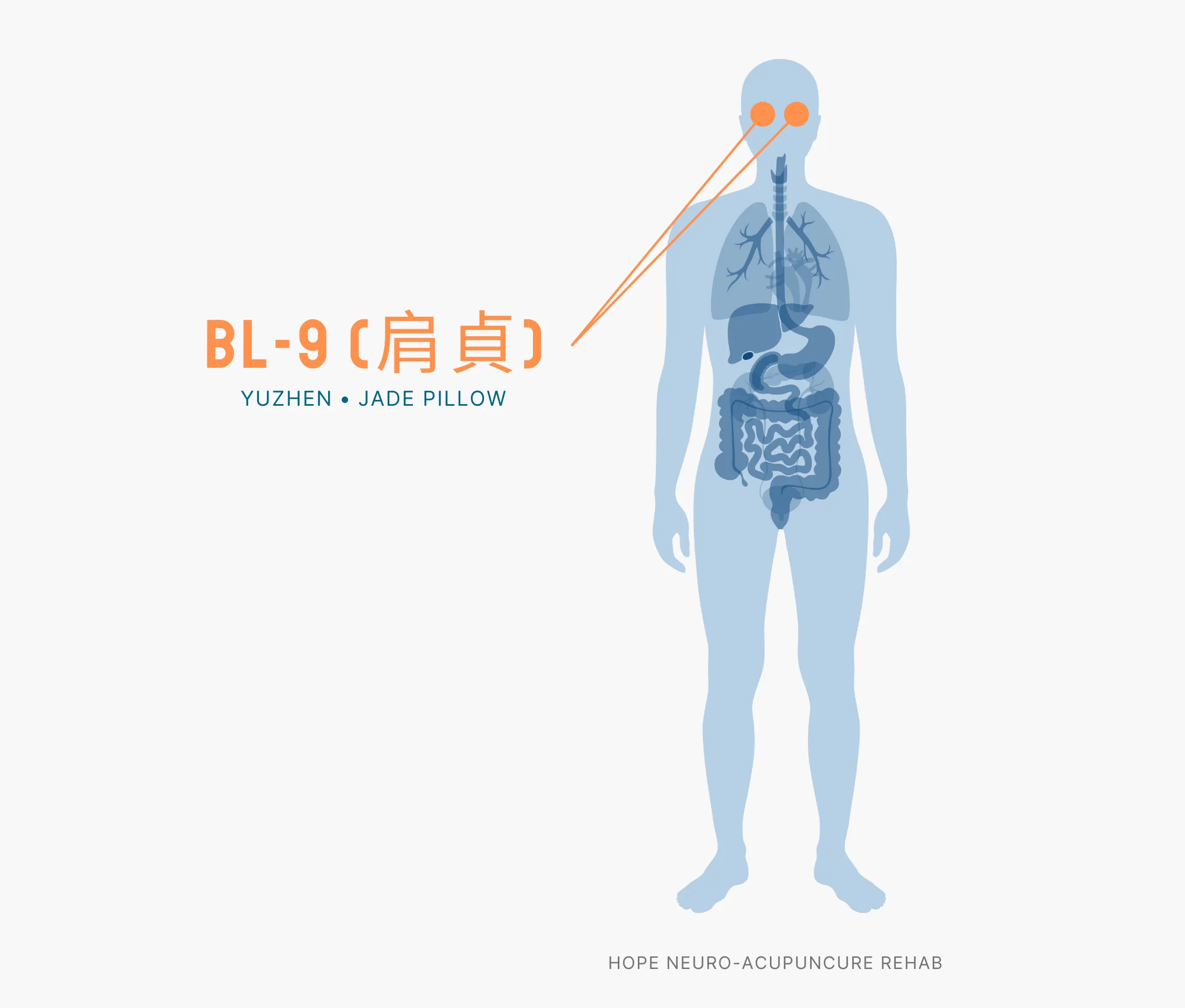 Diagram Showing Where the BL-9 Acupuncture Point (also known as Yuzhen or Jade Pillow) is within the Bladder Meridians