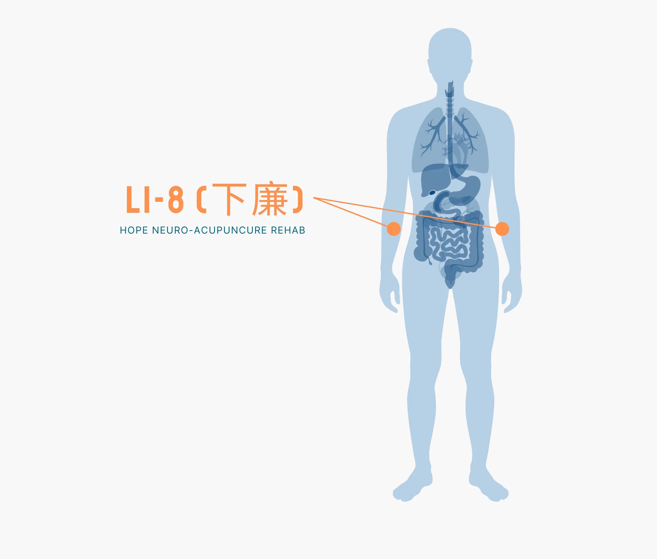 Diagram Showing Where the Li 8 Acupuncture Point is within the Large Intestine Meridians