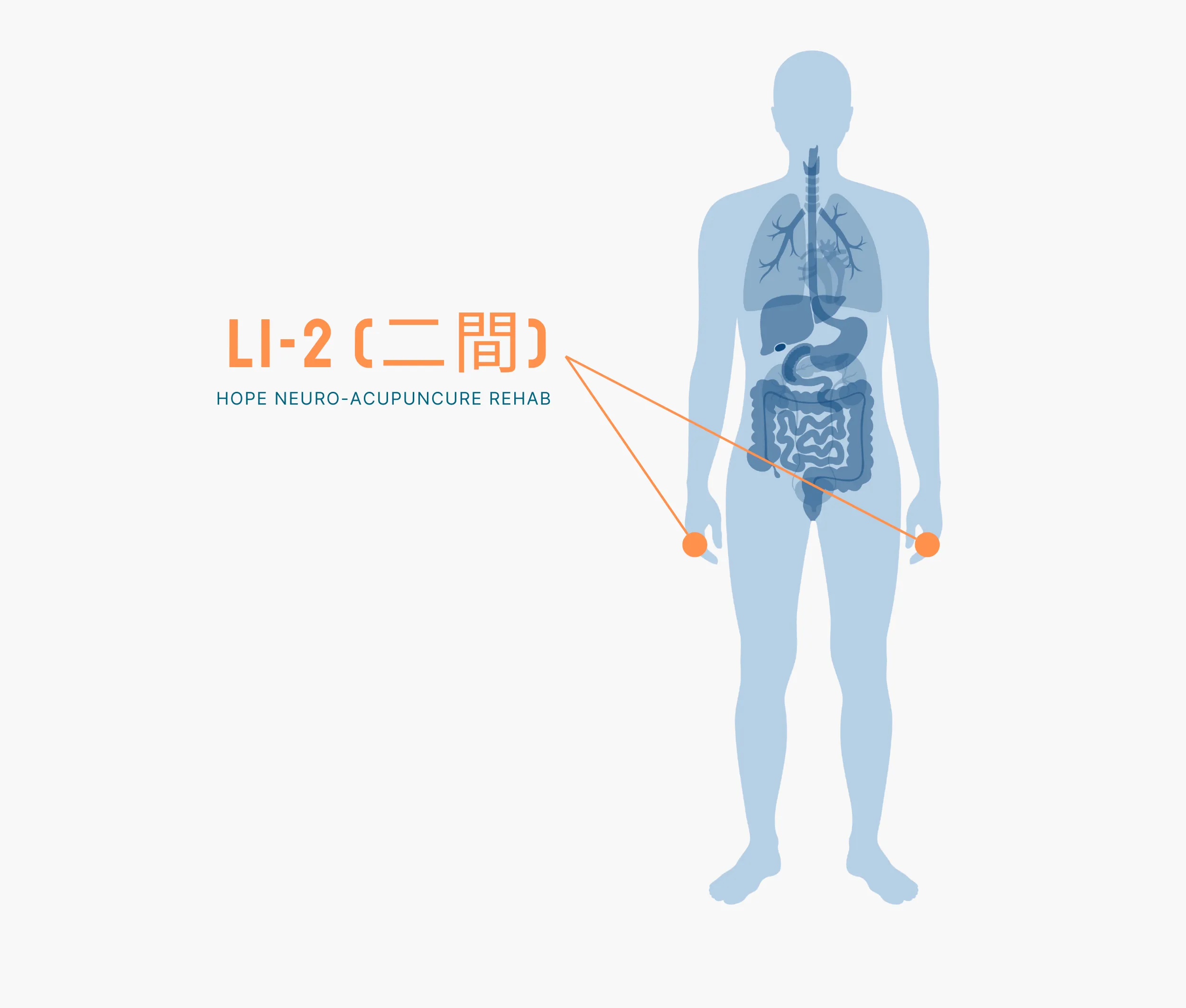 Diagram Showing Where the Li 2 Acupuncture Point is within the Large Intestine Meridians