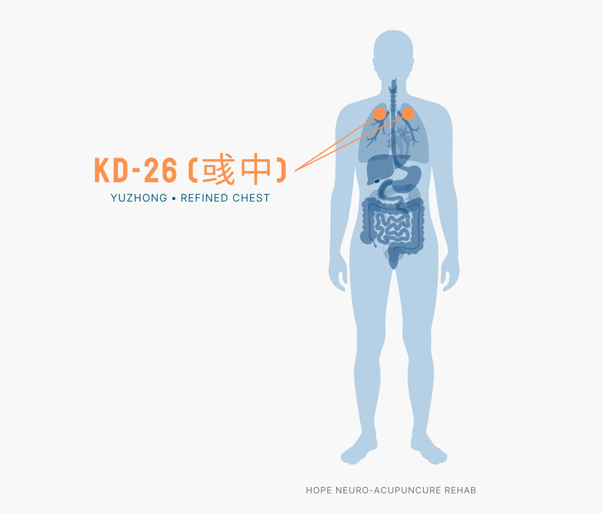 Diagram Showing Where the KD-26 Acupuncture Point (also known as Yuzhong or Refined Chest) is within the Kidney Meridians
