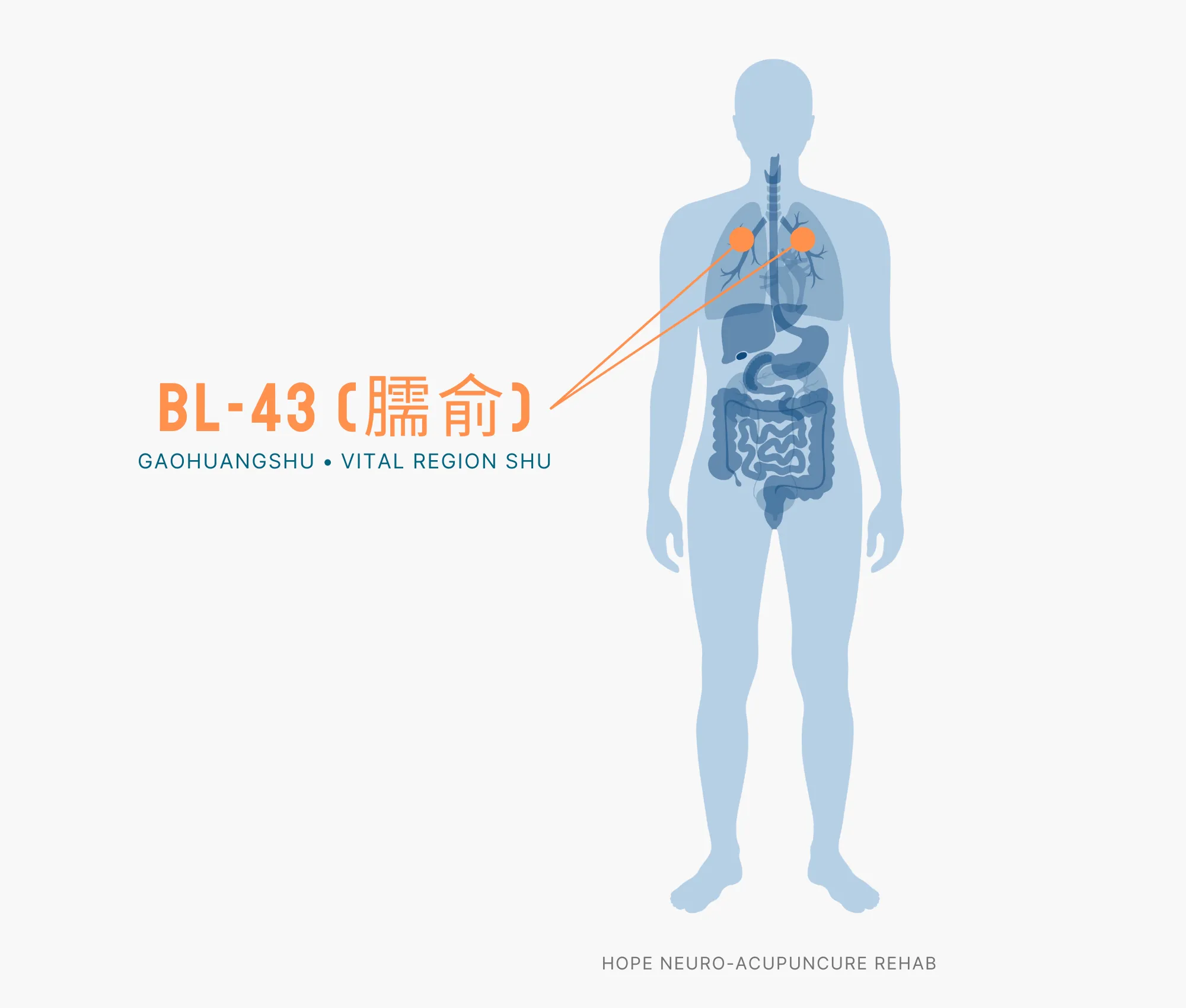 Diagram Showing Where the BL-43 Acupuncture Point (also known as Gaohuangshu or Vital Region Shu) is within the Bladder Meridians