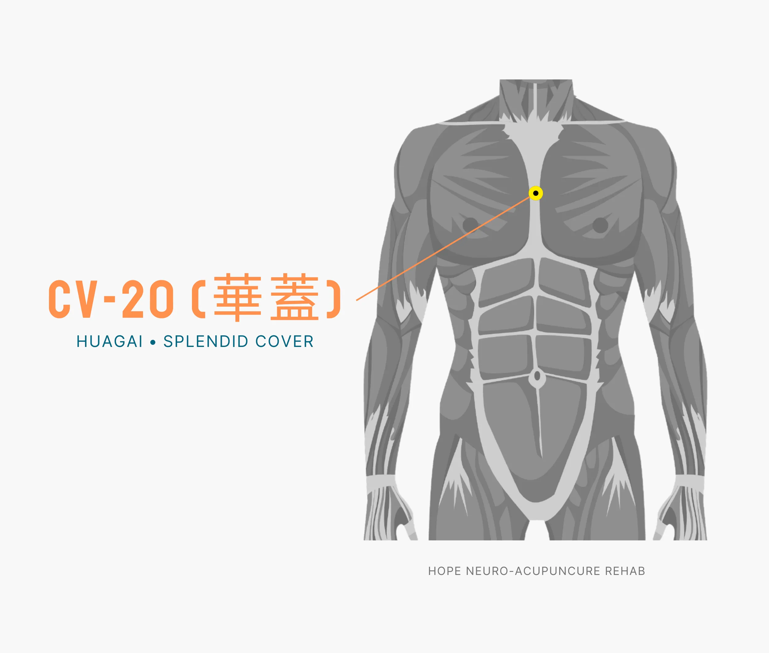 Diagram Showing Where the An Acupuncture Point is within the Conception Vessel Meridian