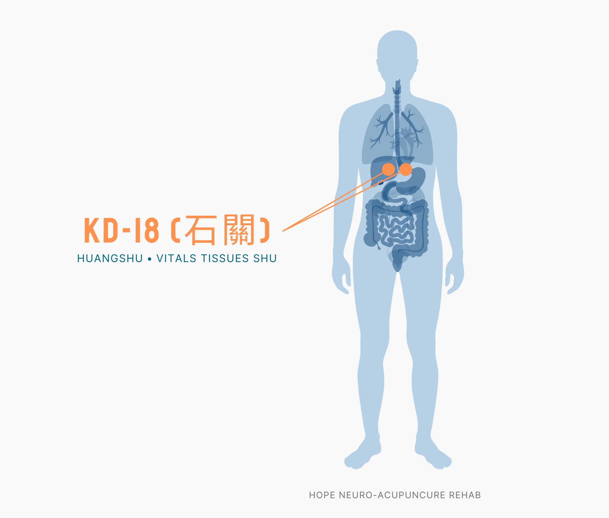 Diagram Showing Where the KD-18 Acupuncture Point (also known as Huangshu or Vitals Tissue Shu) is within the Kidney Meridians