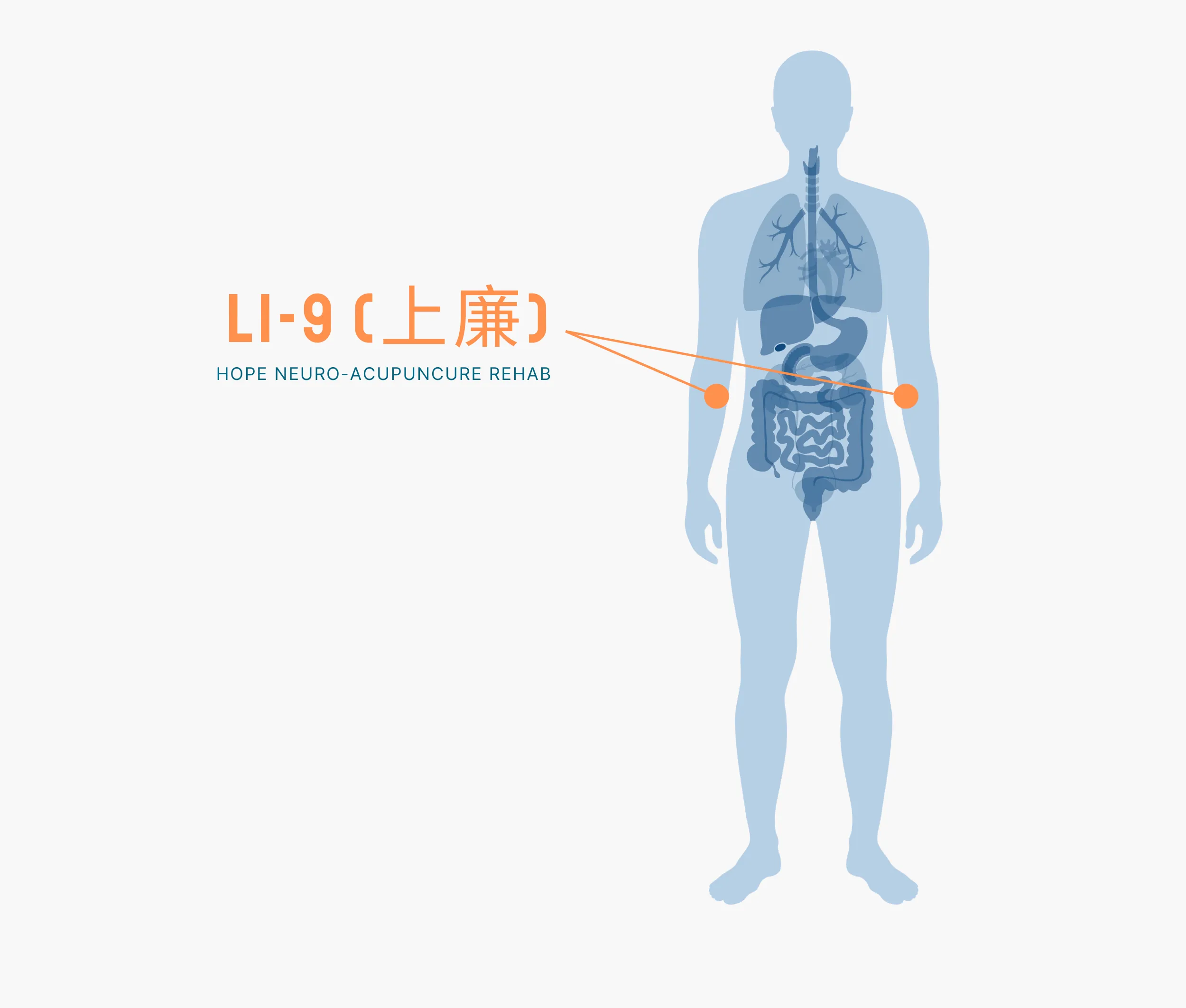Diagram Showing Where the Li 9 Acupuncture Point is within the Large Intestine Meridians