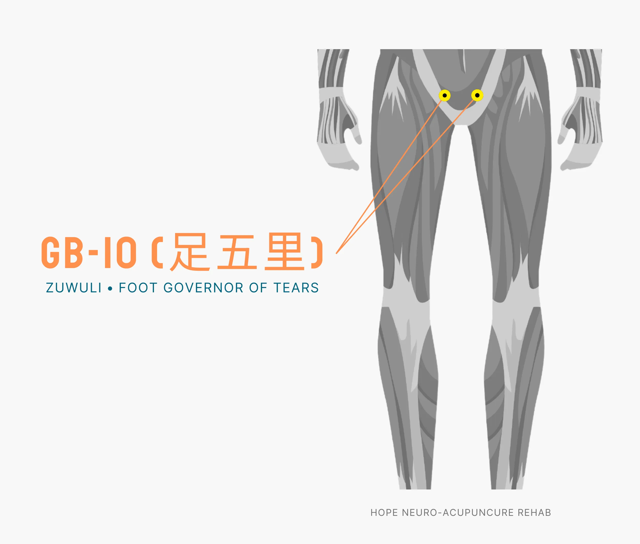 Diagram Showing Where the An Acupuncture Point is within the Liver Meridian