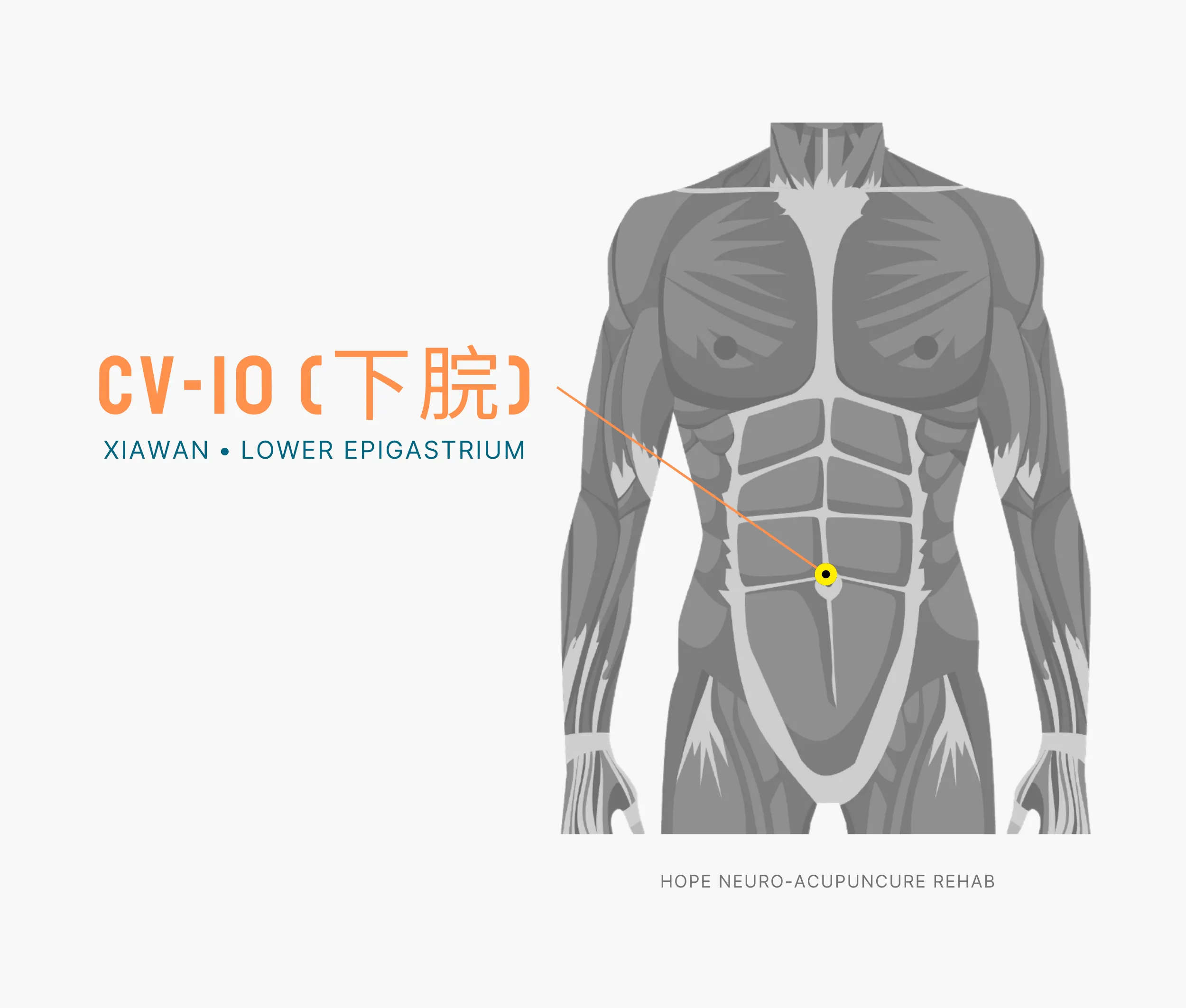 Diagram Showing Where the An Acupuncture Point is within the Conception Vessel Meridian