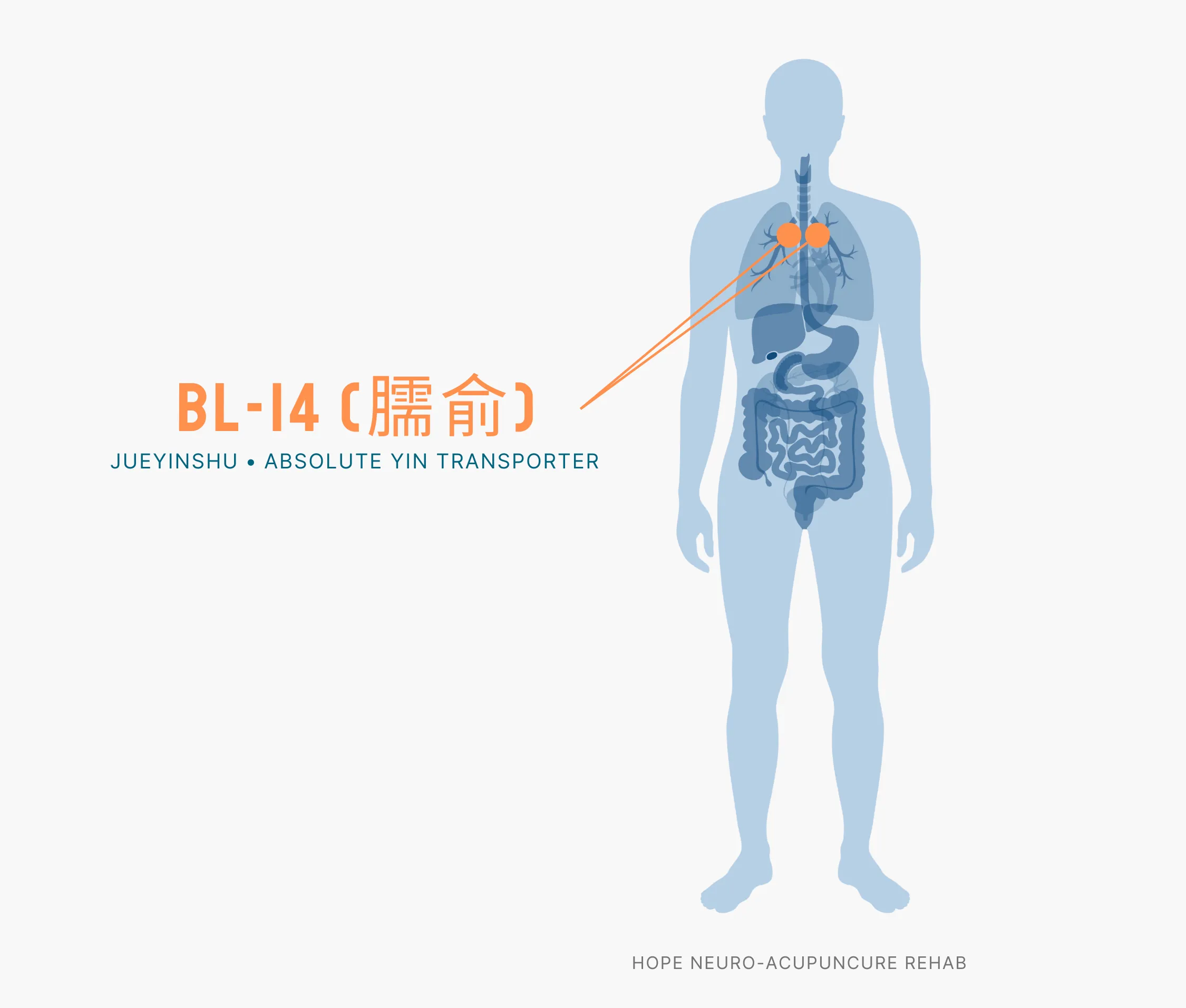 Diagram Showing Where the BL-14 Acupuncture Point (also known as Jueyinshu or Absolute Yin Transporter) is within the Bladder Meridians