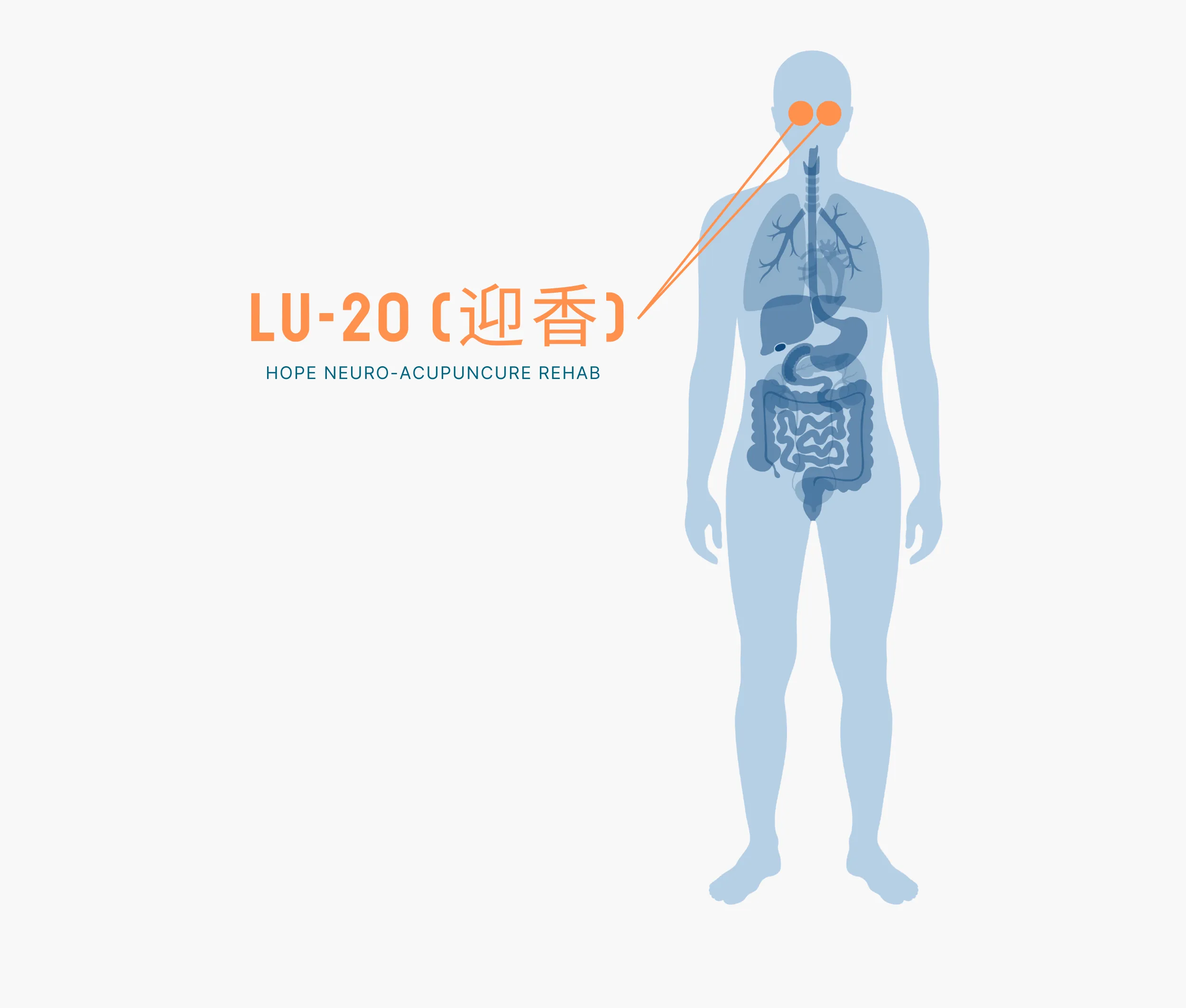 Diagram Showing Where the Li 20 Acupuncture Point is within the Large Intestine Meridians