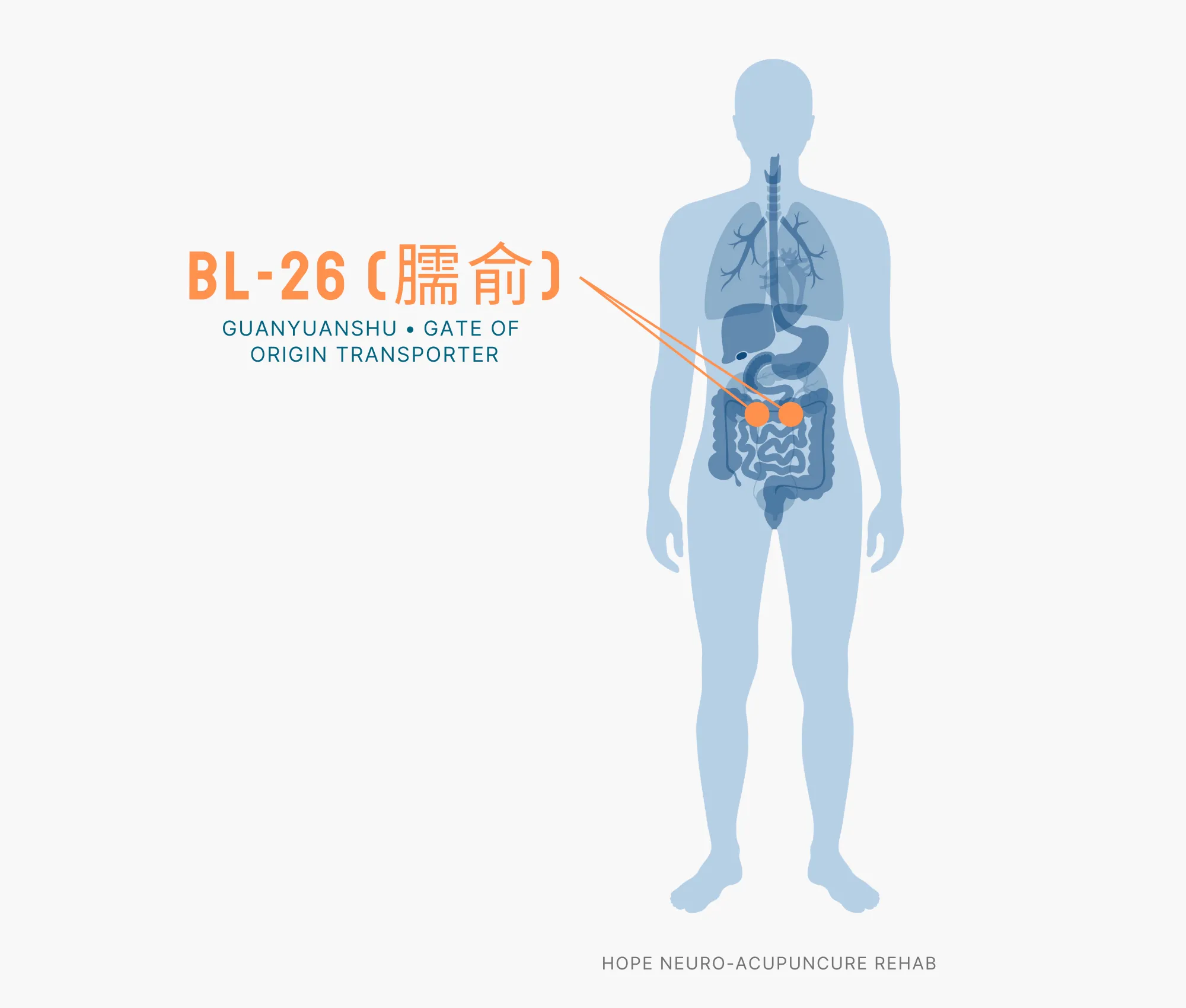 Diagram Showing Where the BL-26 Acupuncture Point (also known as Guanyuanshu or Gate of Origin Transporter) is within the Bladder Meridians