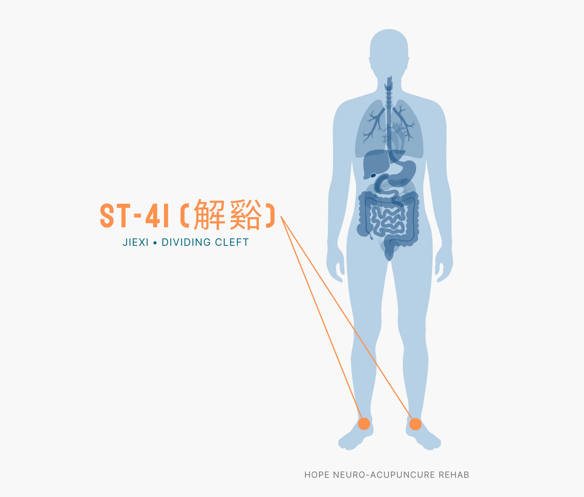 Diagram Showing Where the ST-41 Acupuncture Point (also known as Jiexi or Dividing Cleft) is within the Stomach Meridians