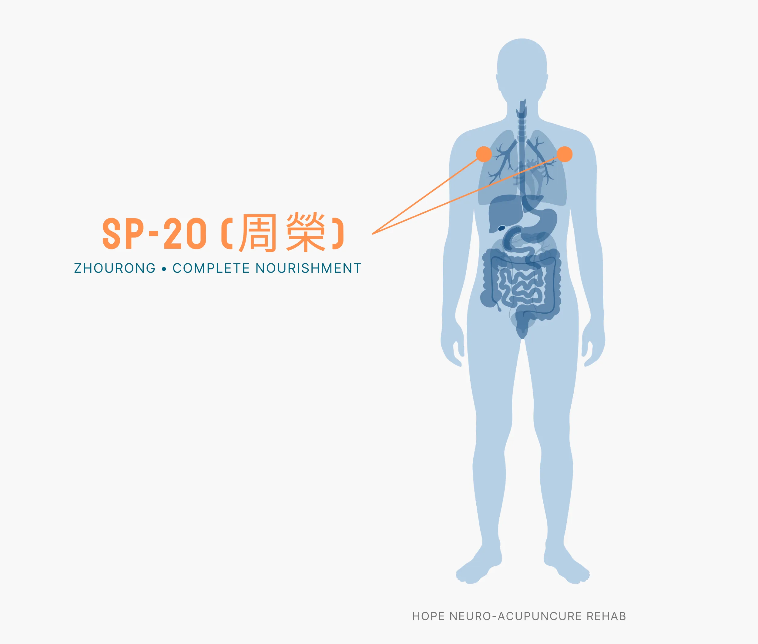 Diagram Showing Where the SP-20 Acupuncture Point (also known as Zhourong or Complete Nourishment) is within the Spleen Meridians