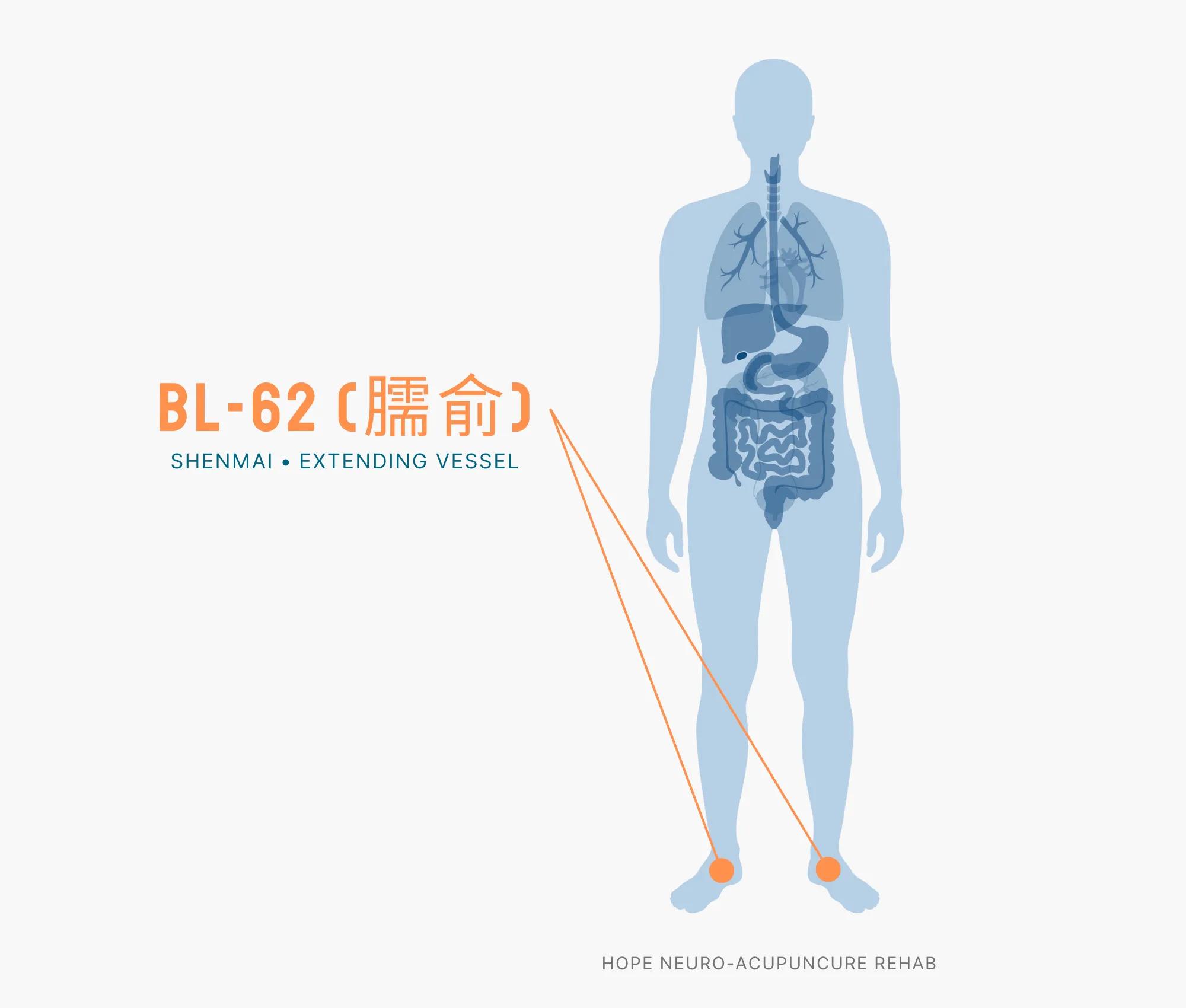 Diagram Showing Where the BL-62 Acupuncture Point (also known as Shenmai or Extending) is within the Bladder Meridians
