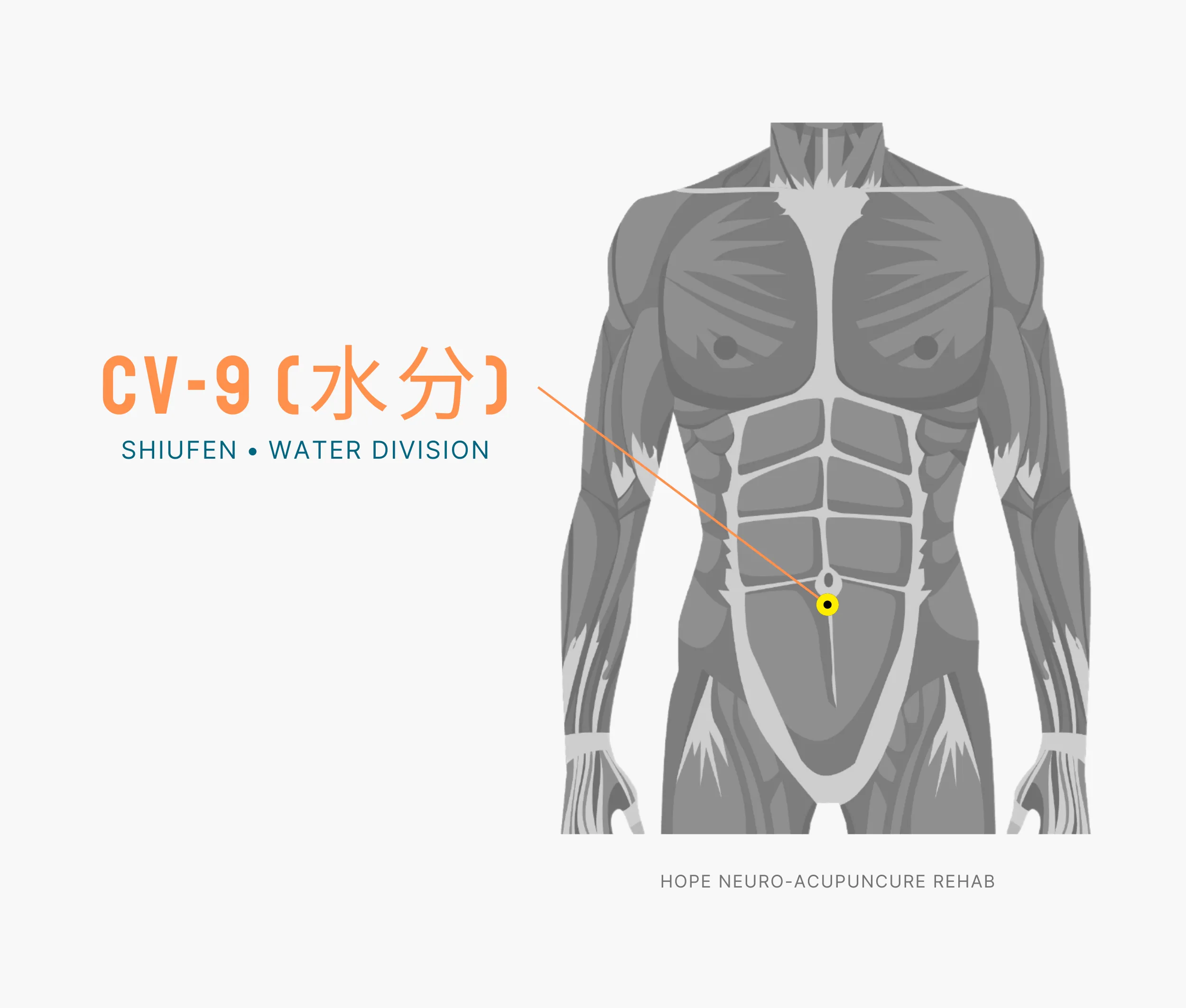 Diagram Showing Where the An Acupuncture Point is within the Conception Vessel Meridian