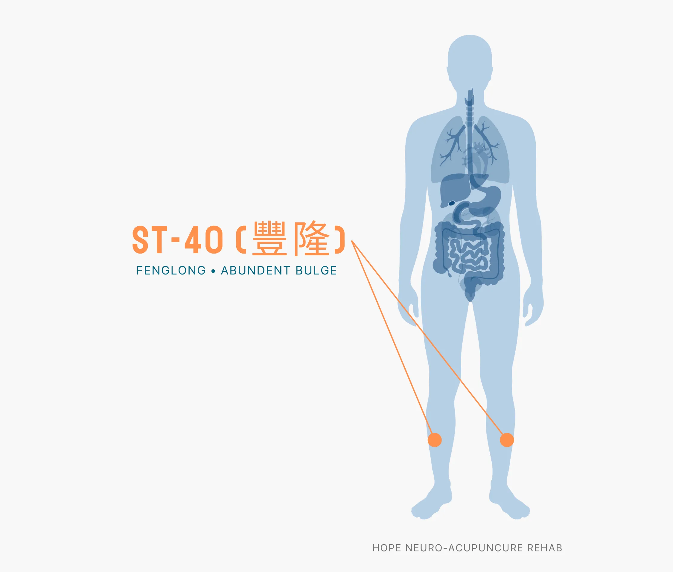 Diagram Showing Where the ST-40 Acupuncture Point (also known as Fenglong or Abundent Bulge) is within the Stomach Meridians