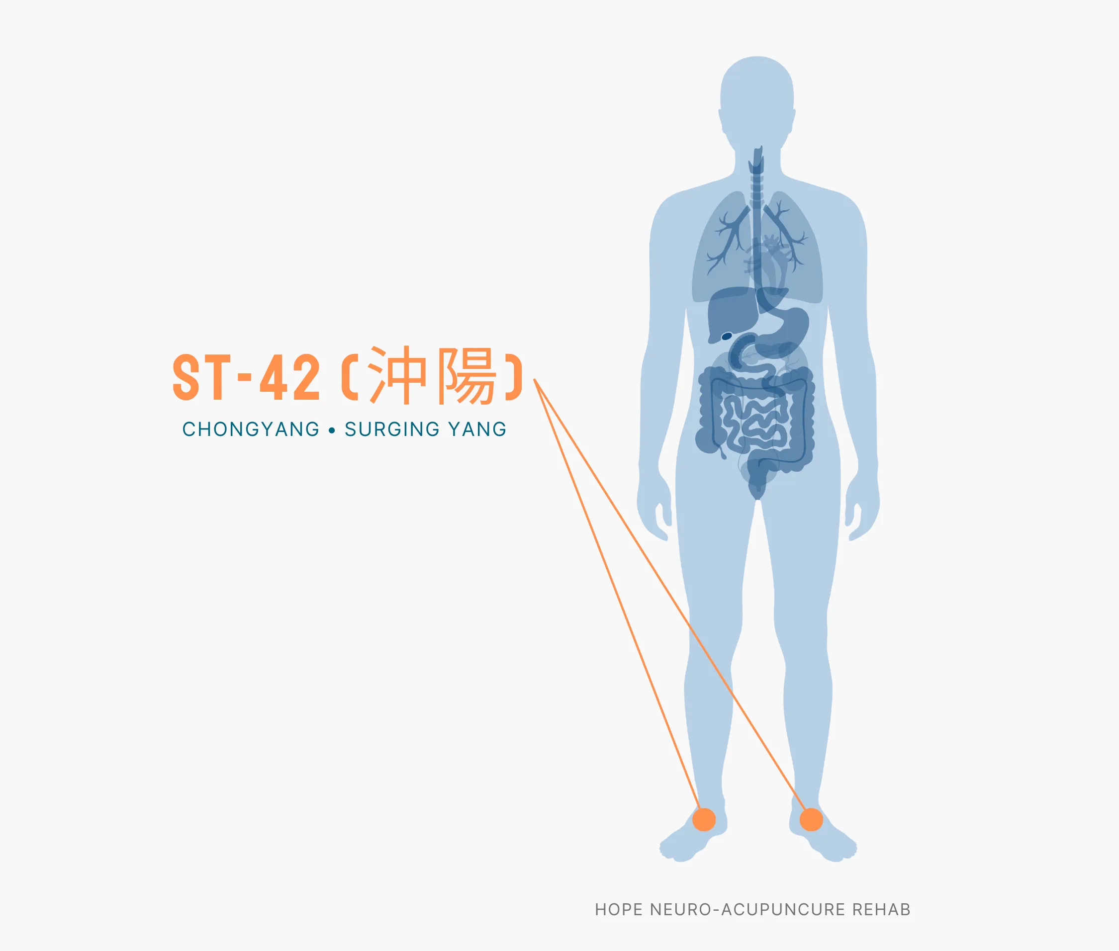 Diagram Showing Where the ST-42 Acupuncture Point (also known as Chongyang or Surging Yang) is within the Stomach Meridians