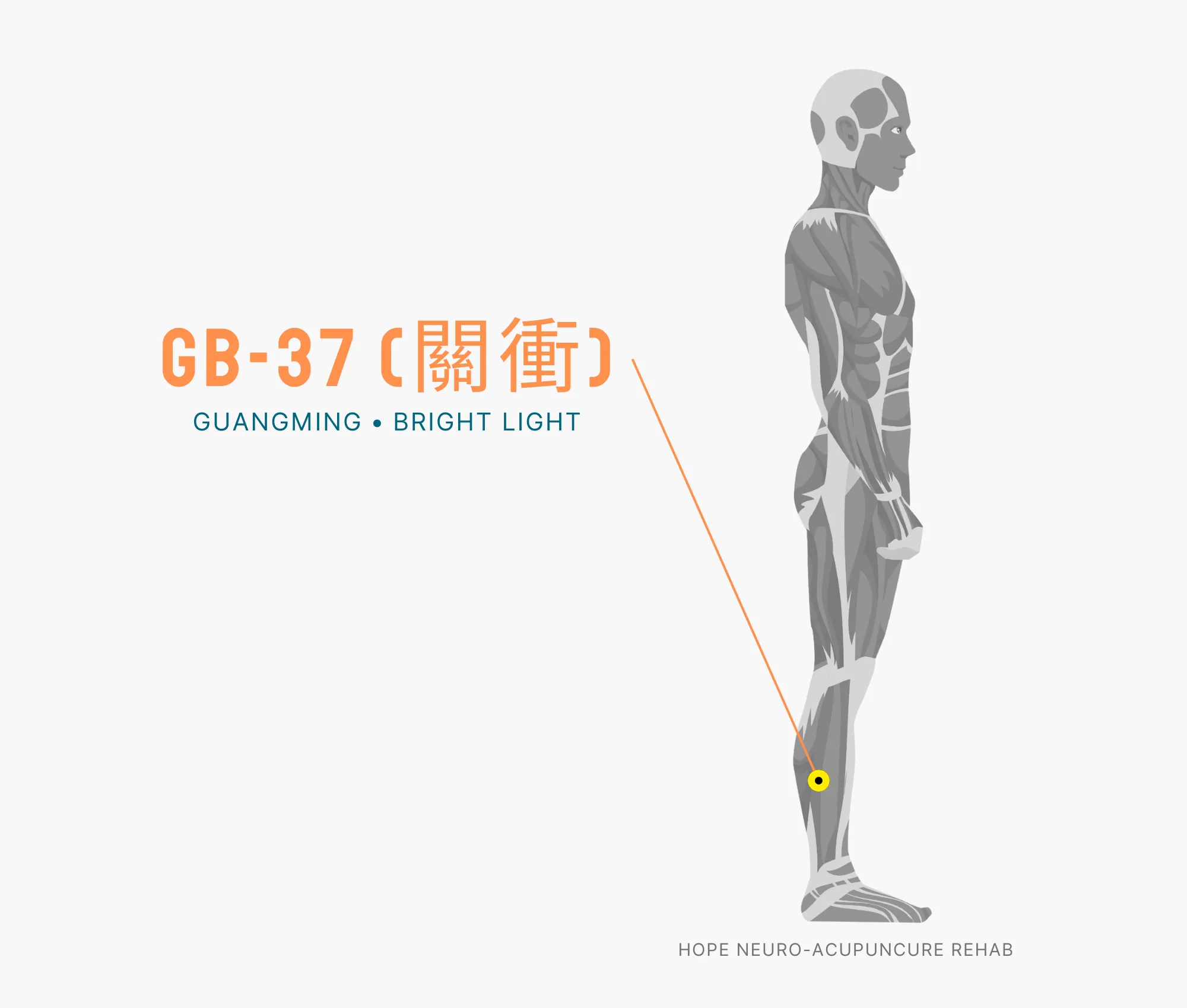 Diagram Showing Where the GB-37 Acupuncture Point (also known as Guangming or Bright Light) is within the Gallbladder Meridian