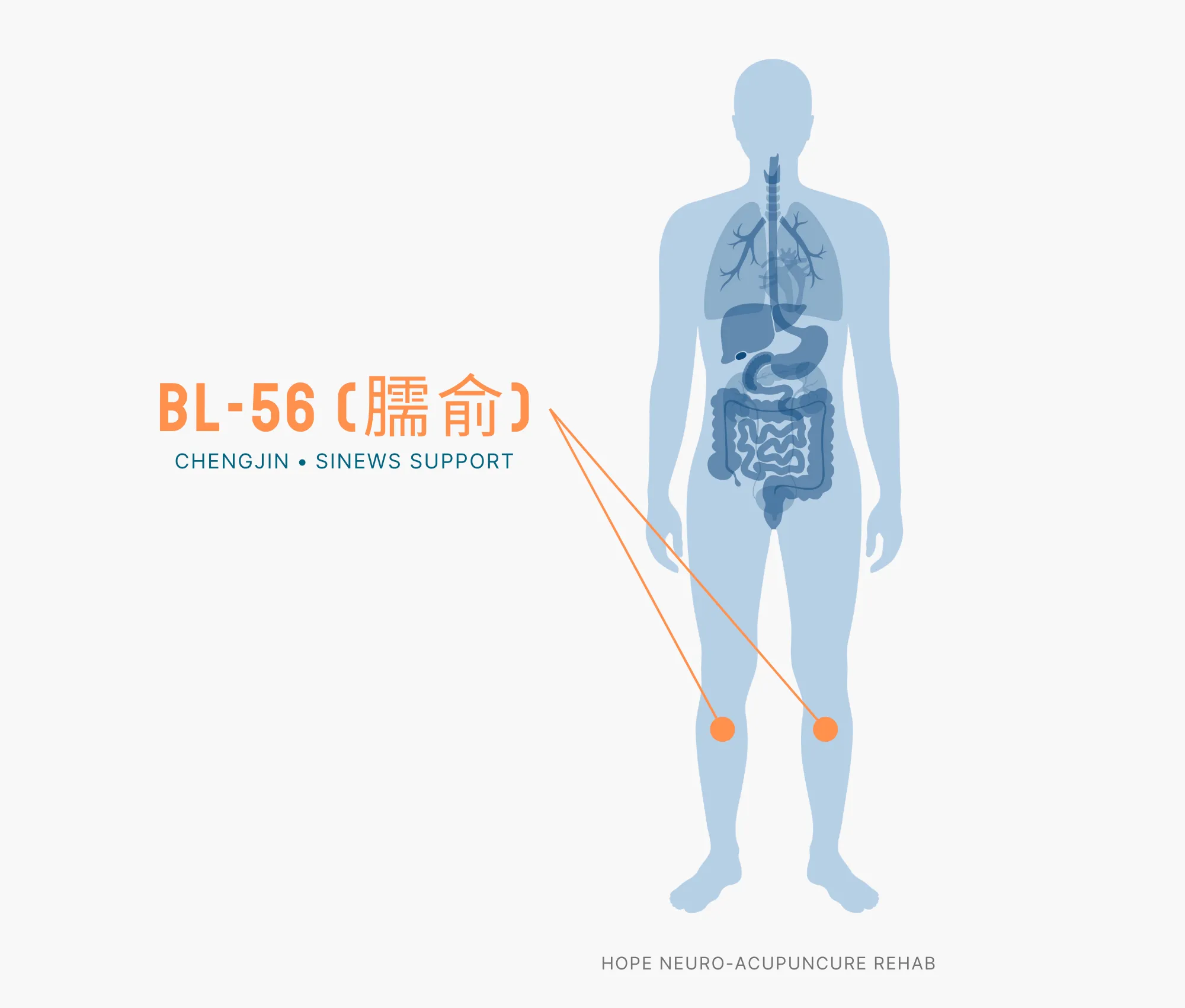 Diagram Showing Where the BL-56 Acupuncture Point (also known as Chengjin or Sinews Support) is within the Bladder Meridians