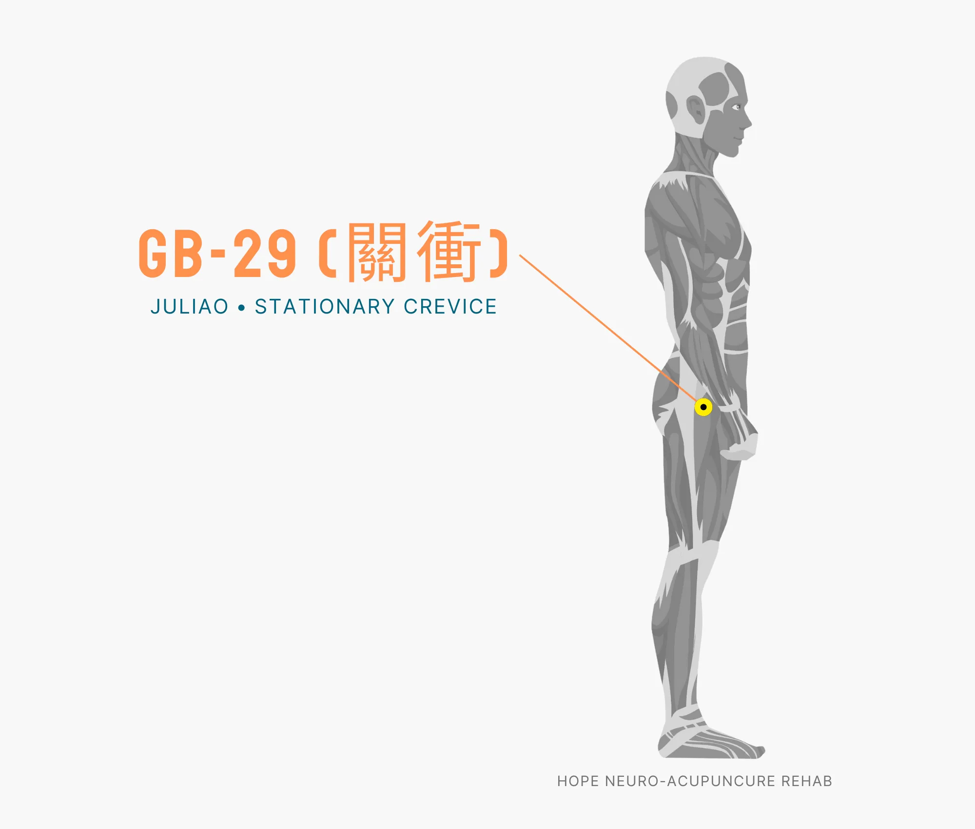 Diagram Showing Where the GB-29 Acupuncture Point (also known as Juliao or Stationary Crevice) is within the Gallbladder Meridian