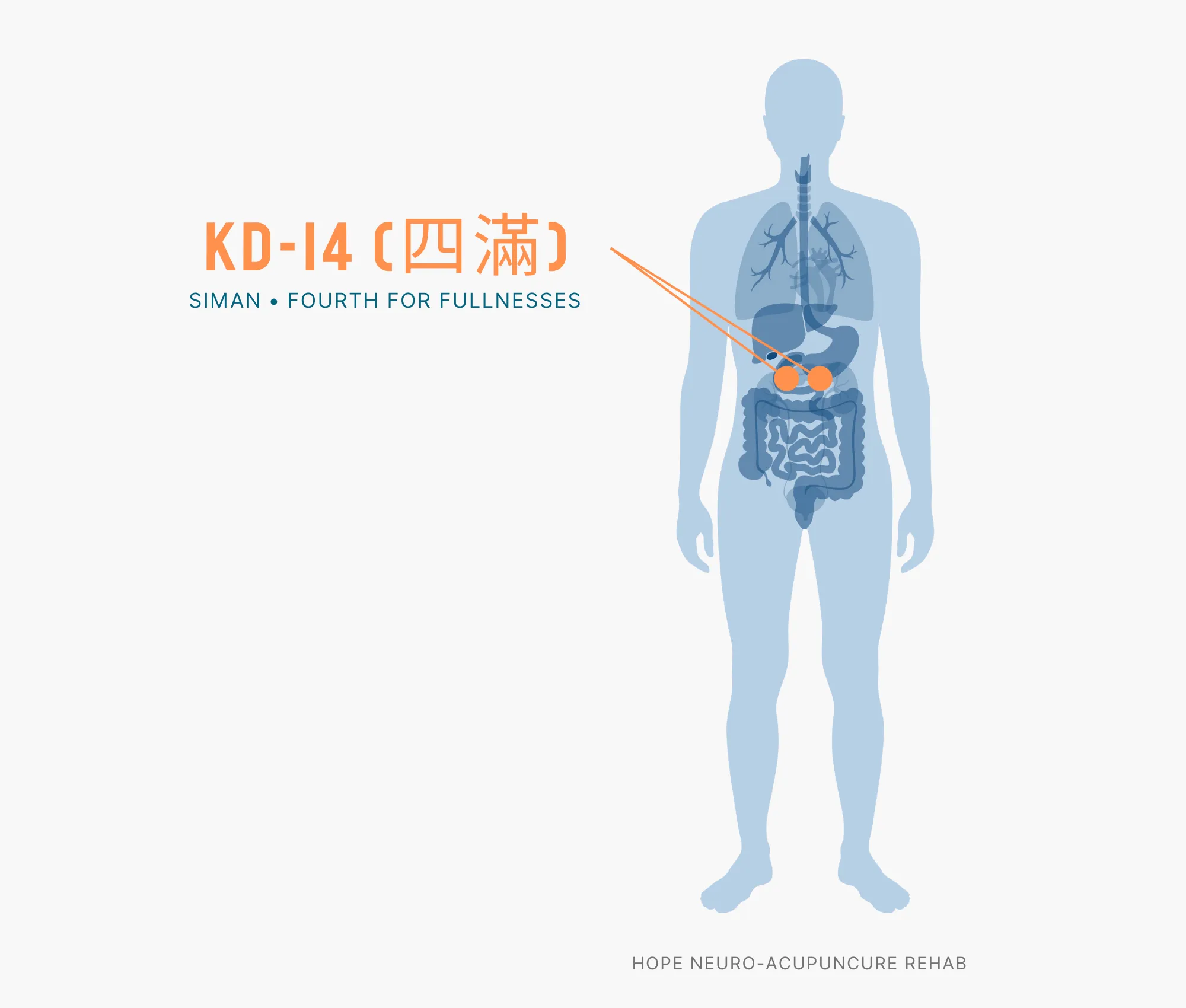 Diagram Showing Where the KD-14 Acupuncture Point (also known as Siman or Fourth for Fullnesses) is within the Kidney Meridians