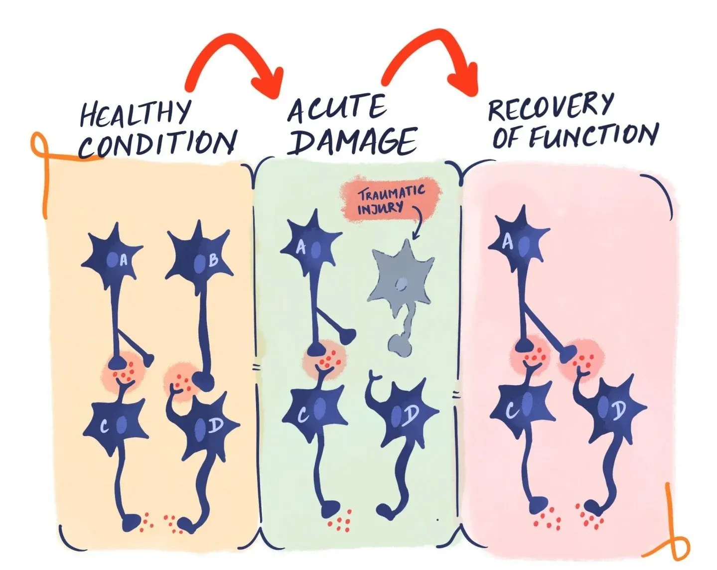 a diagram showing how a damaged neuron rewires itself to other neurons