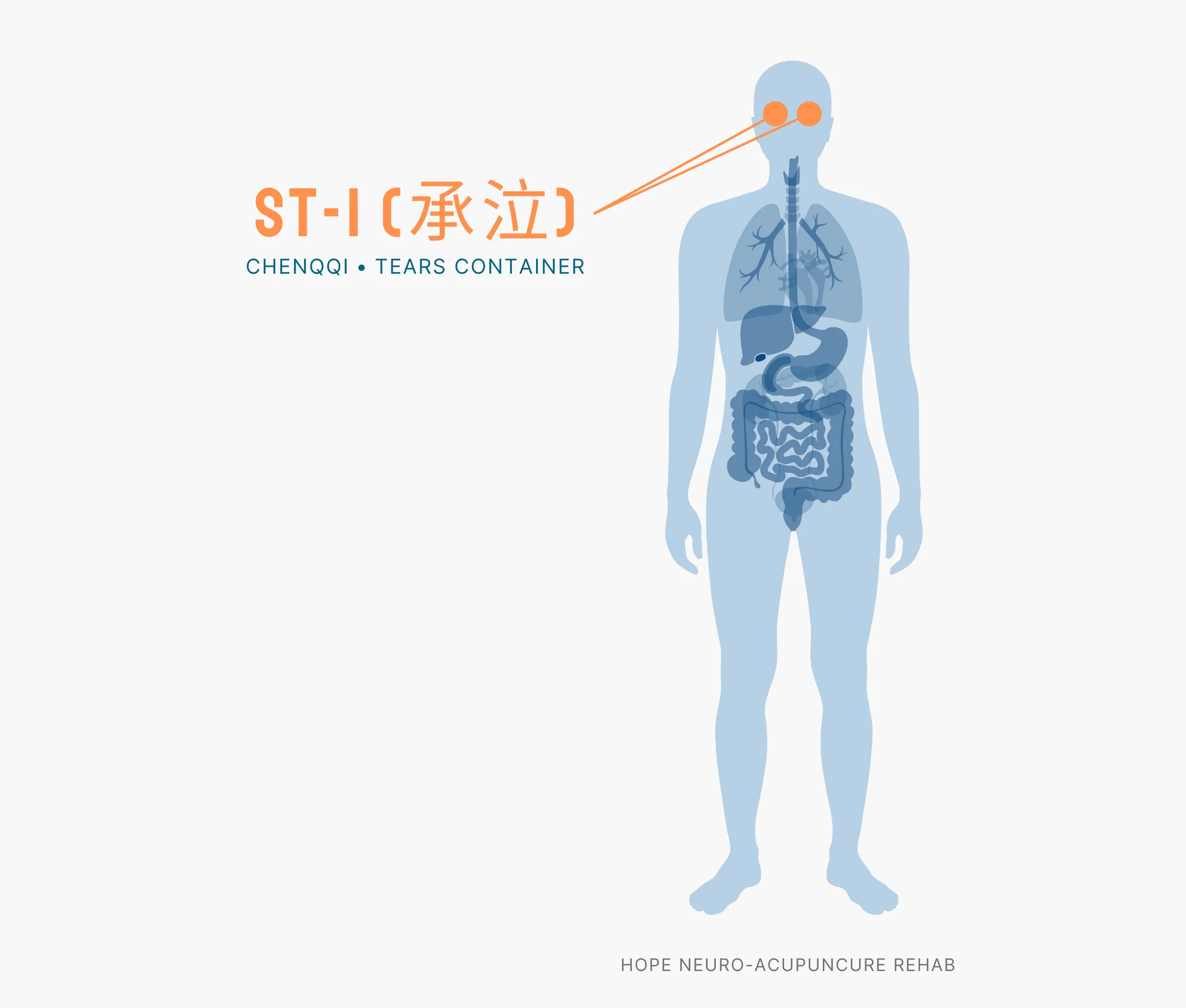 Diagram Showing Where the ST-1 Acupuncture Point (also known as Chenqqi or Tears Container) is within the Stomach Meridians