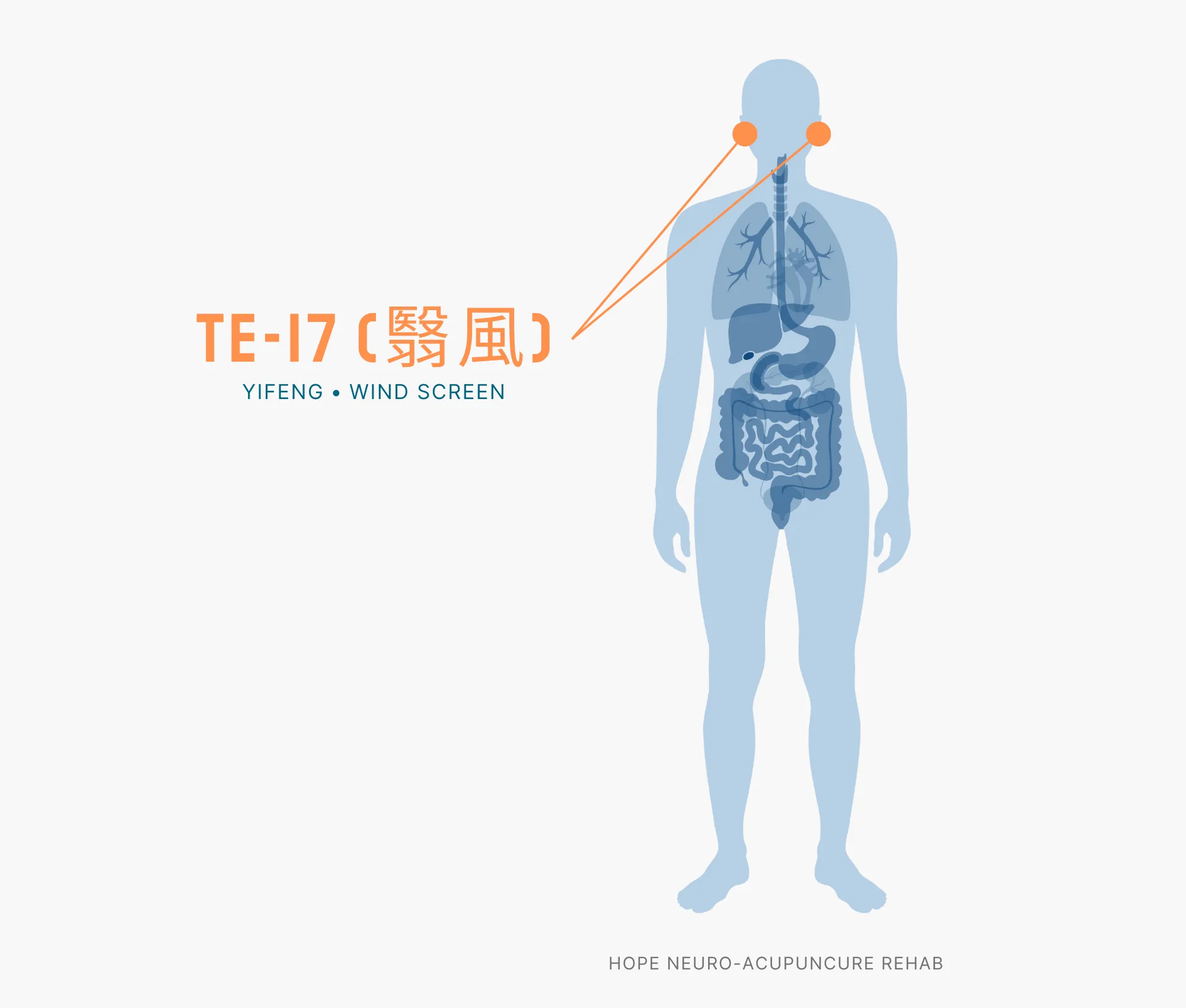 Diagram Showing Where the TE-17 Acupuncture Point (also known as Yifeng or Wind Screen) is within the Triple Burner Meridian