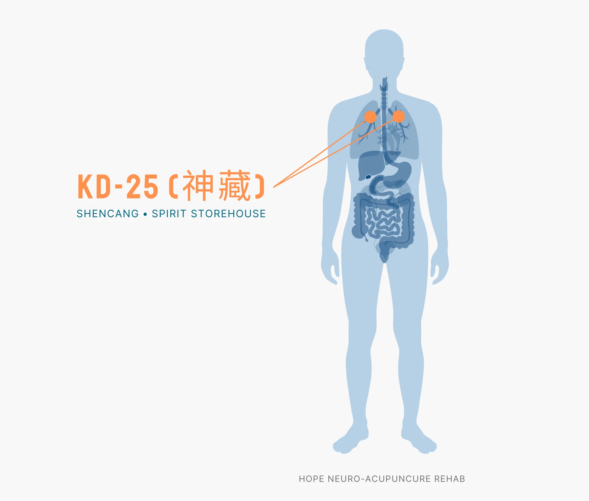 Diagram Showing Where the KD-25 Acupuncture Point (also known as Shencang or Spirit Storehouse) is within the Kidney Meridians