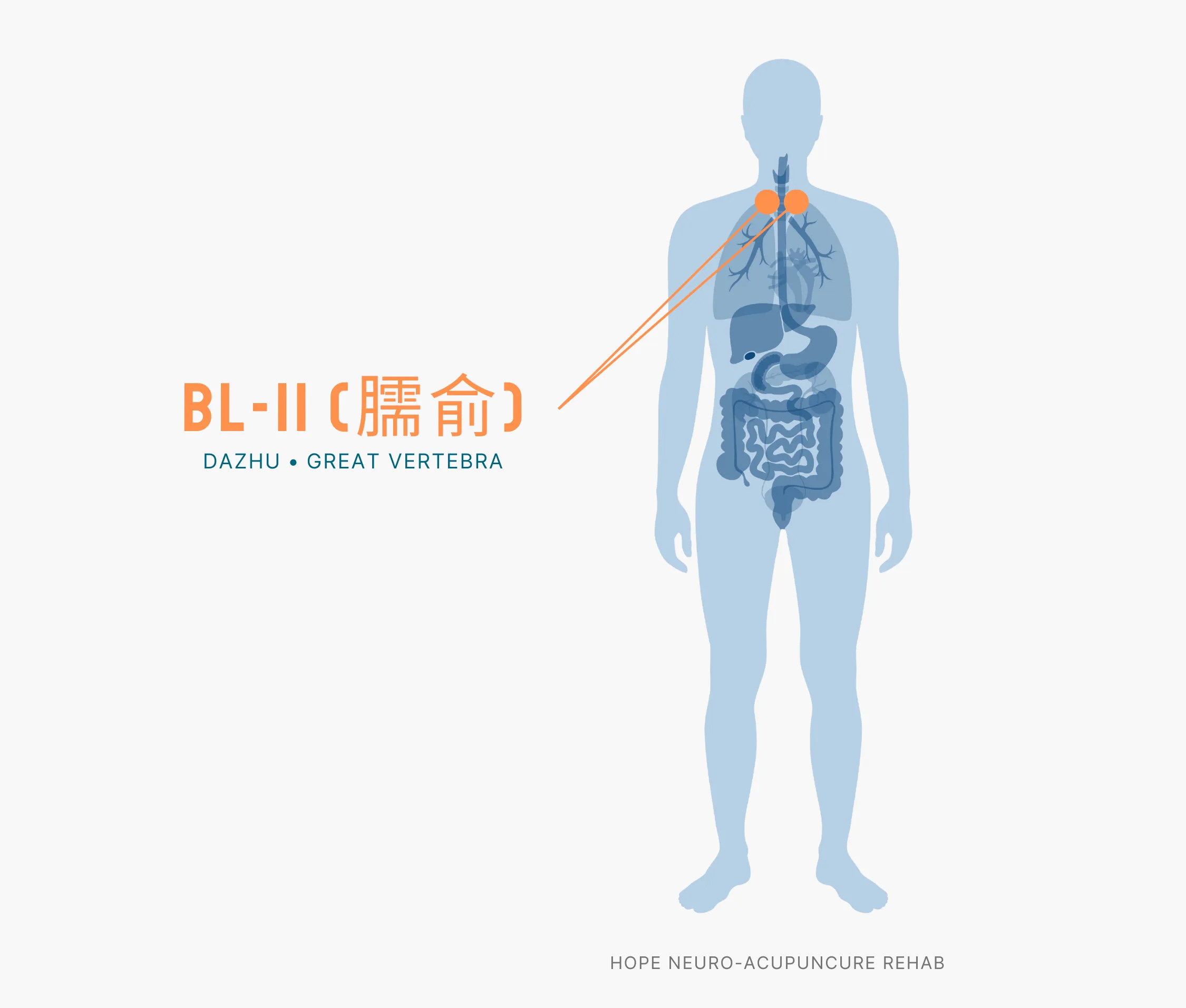 Diagram Showing Where the BL-11 Acupuncture Point (also known as Dazhu or Great Vertebra) is within the Bladder Meridians
