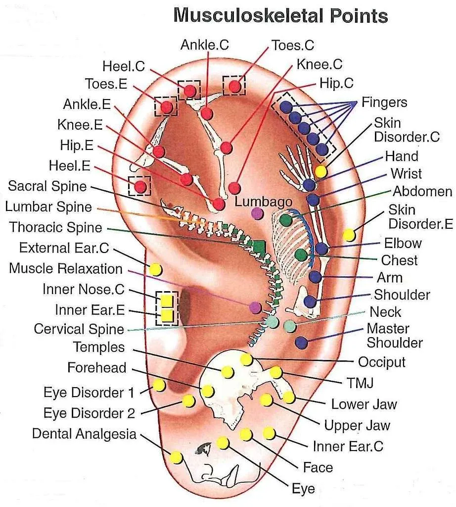 map of how points on the ear correspond with rest of body