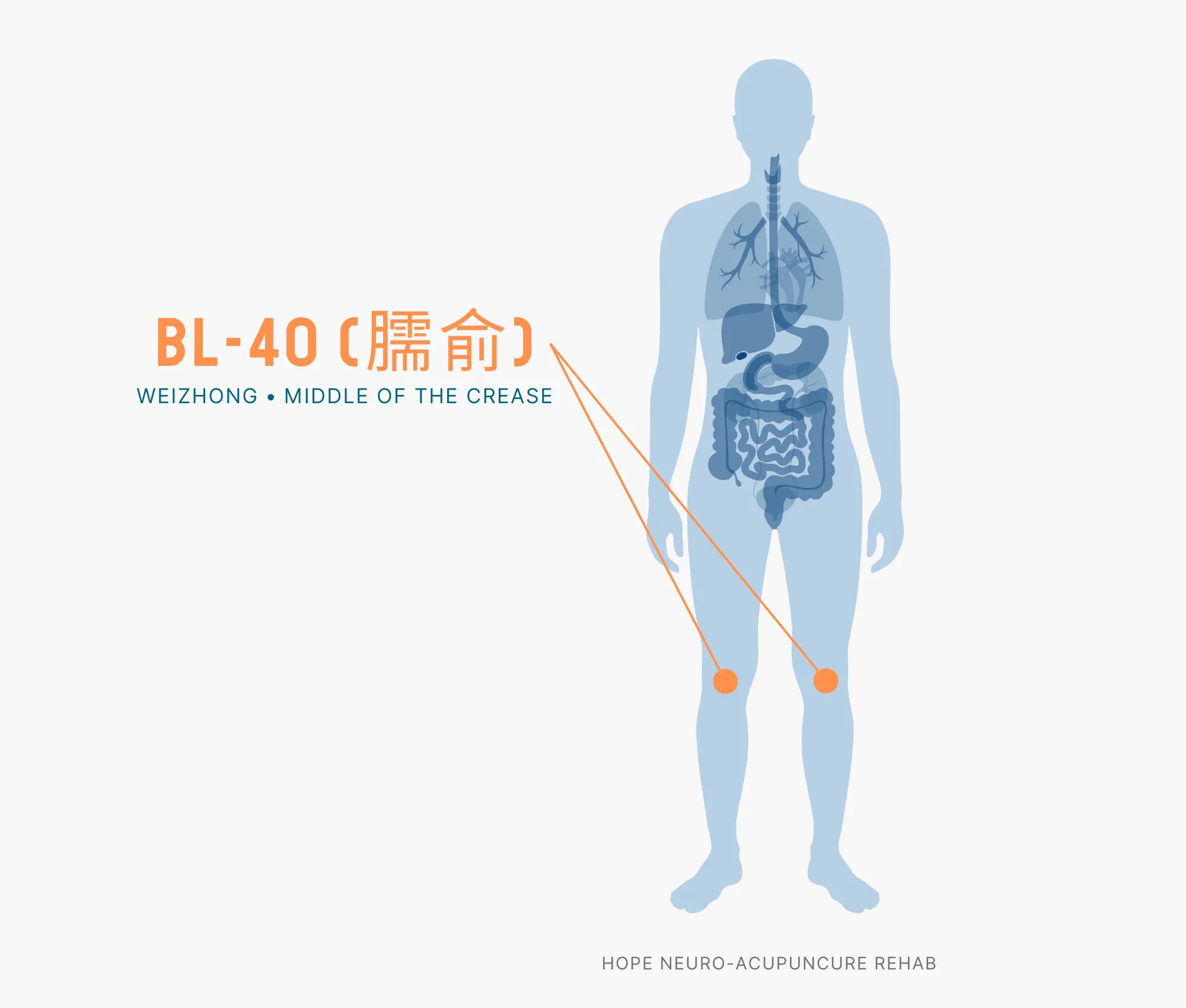 Diagram Showing Where the BL-40 Acupuncture Point (also known as Weizhong or Middle of the Crease) is within the Bladder Meridians