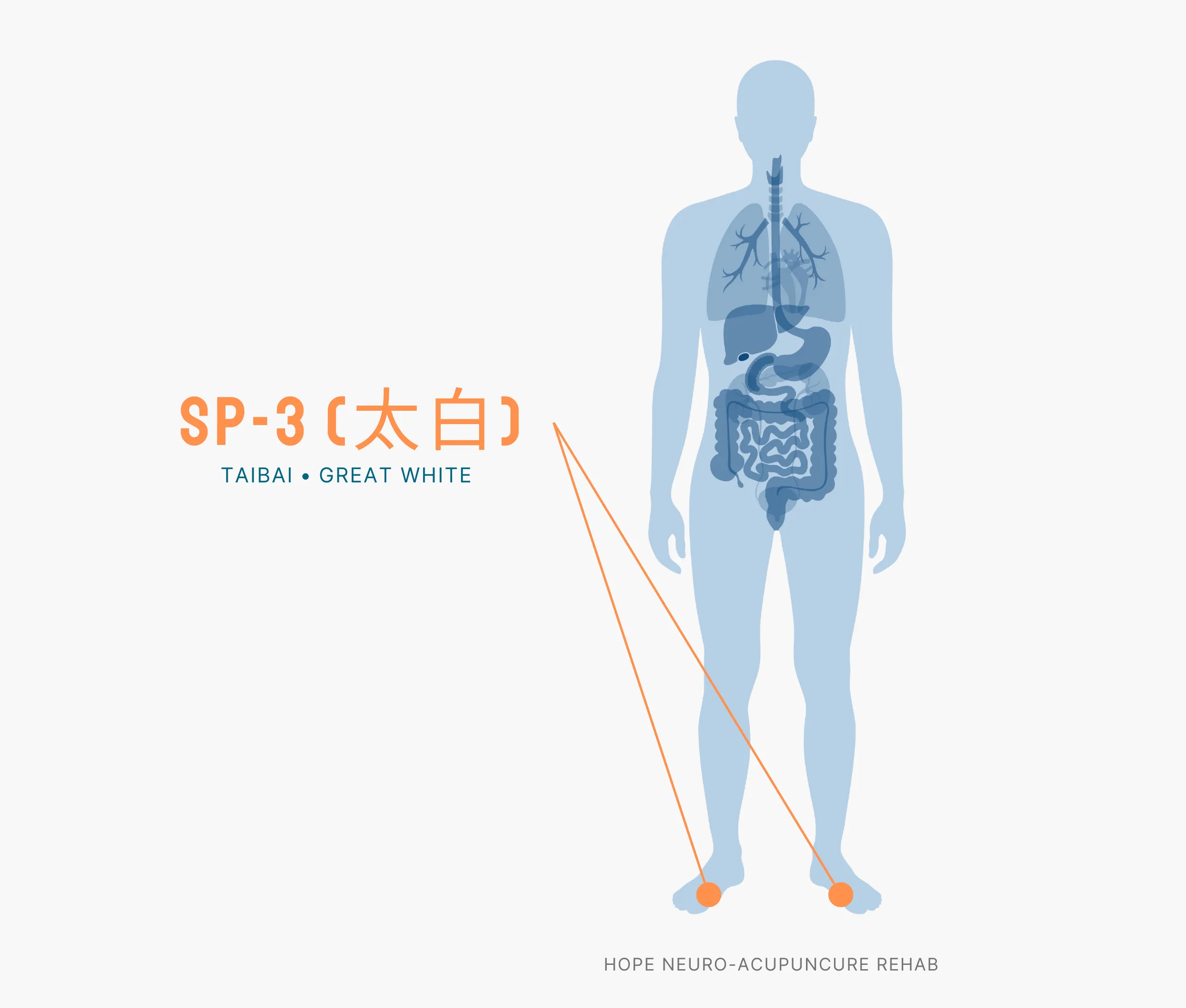 Diagram Showing Where the SP-3 Acupuncture Point (also known as Taibai or Great White) is within the Spleen Meridians