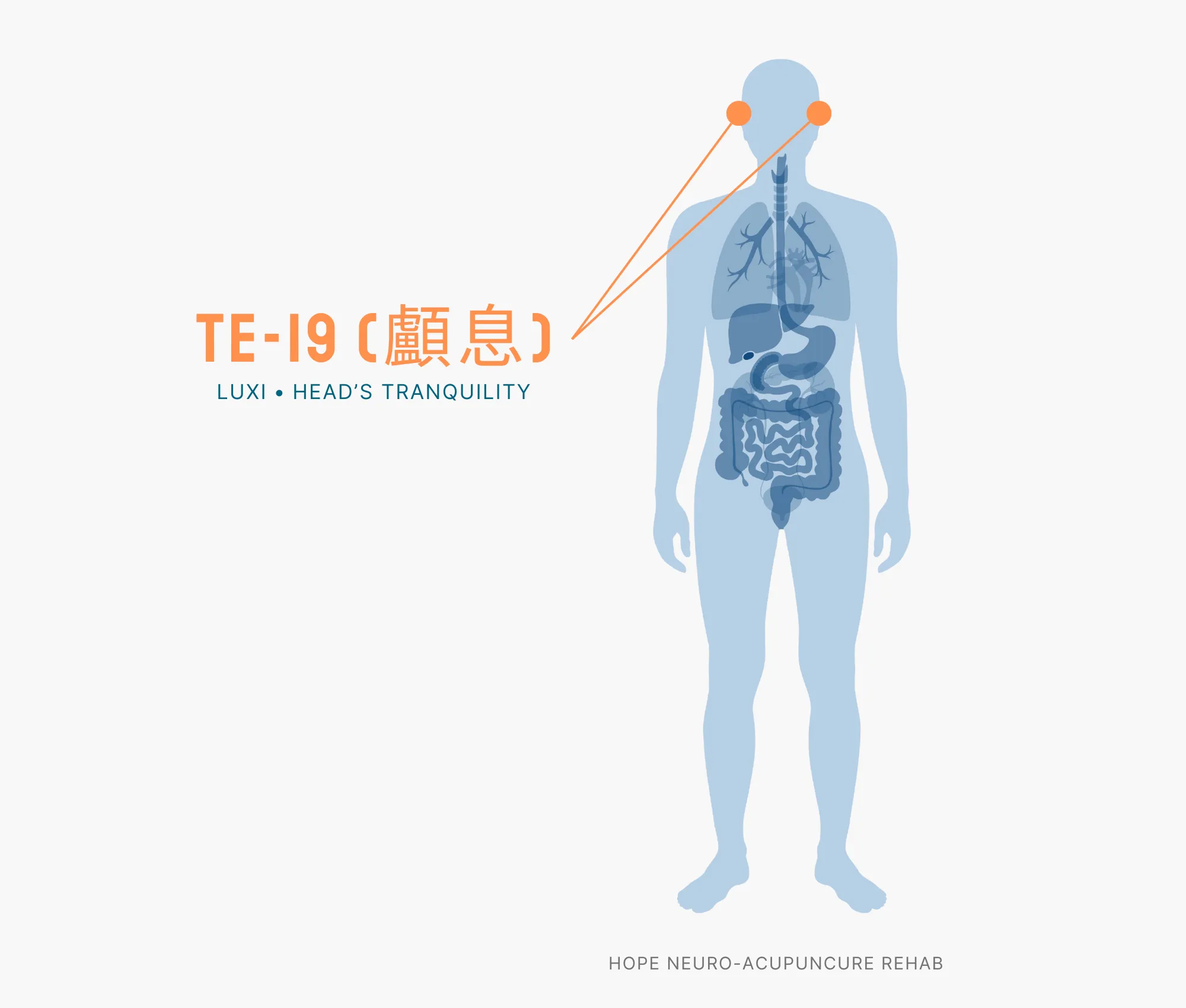 Diagram Showing Where the TE-19 Acupuncture Point (also known as Luxi or Head's Tranquility) is within the Triple Burner Meridian