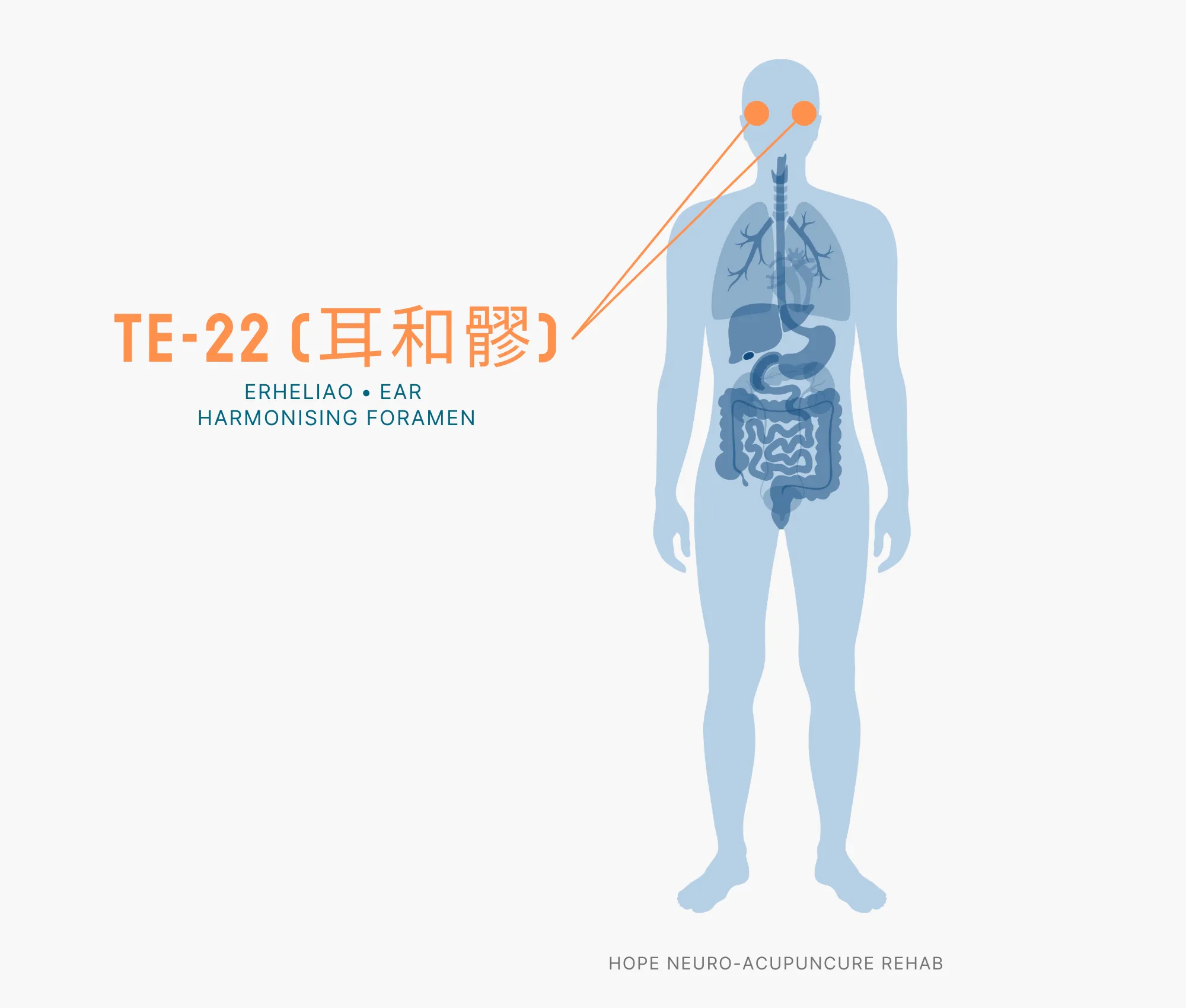 Diagram Showing Where the TE-22 Acupuncture Point (also known as Erheliao or Ear Harmonising Foramen) is within the Triple Burner Meridian