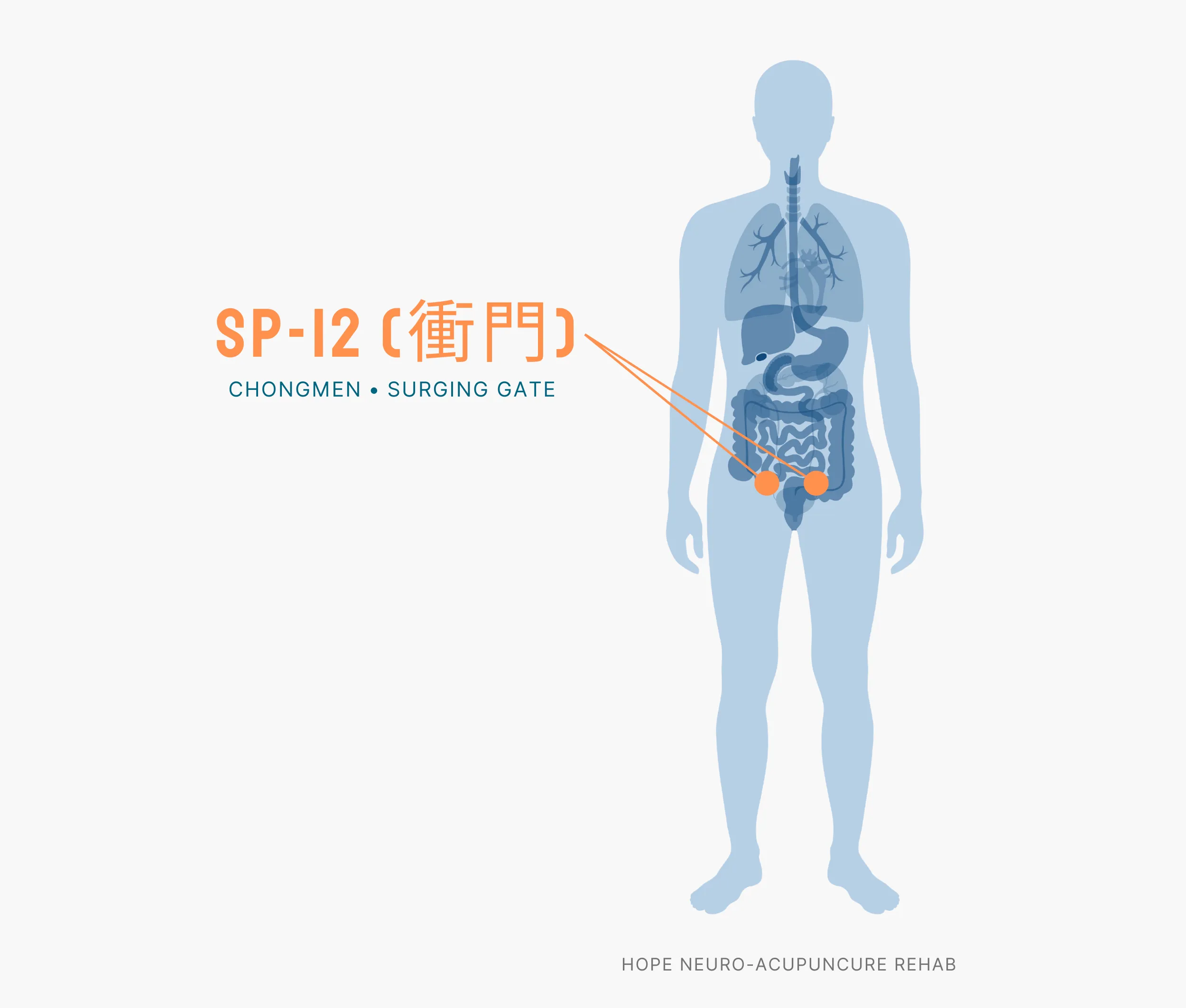Diagram Showing Where the SP-12 Acupuncture Point (also known as Chongmen or Surging Gate) is within the Spleen Meridians