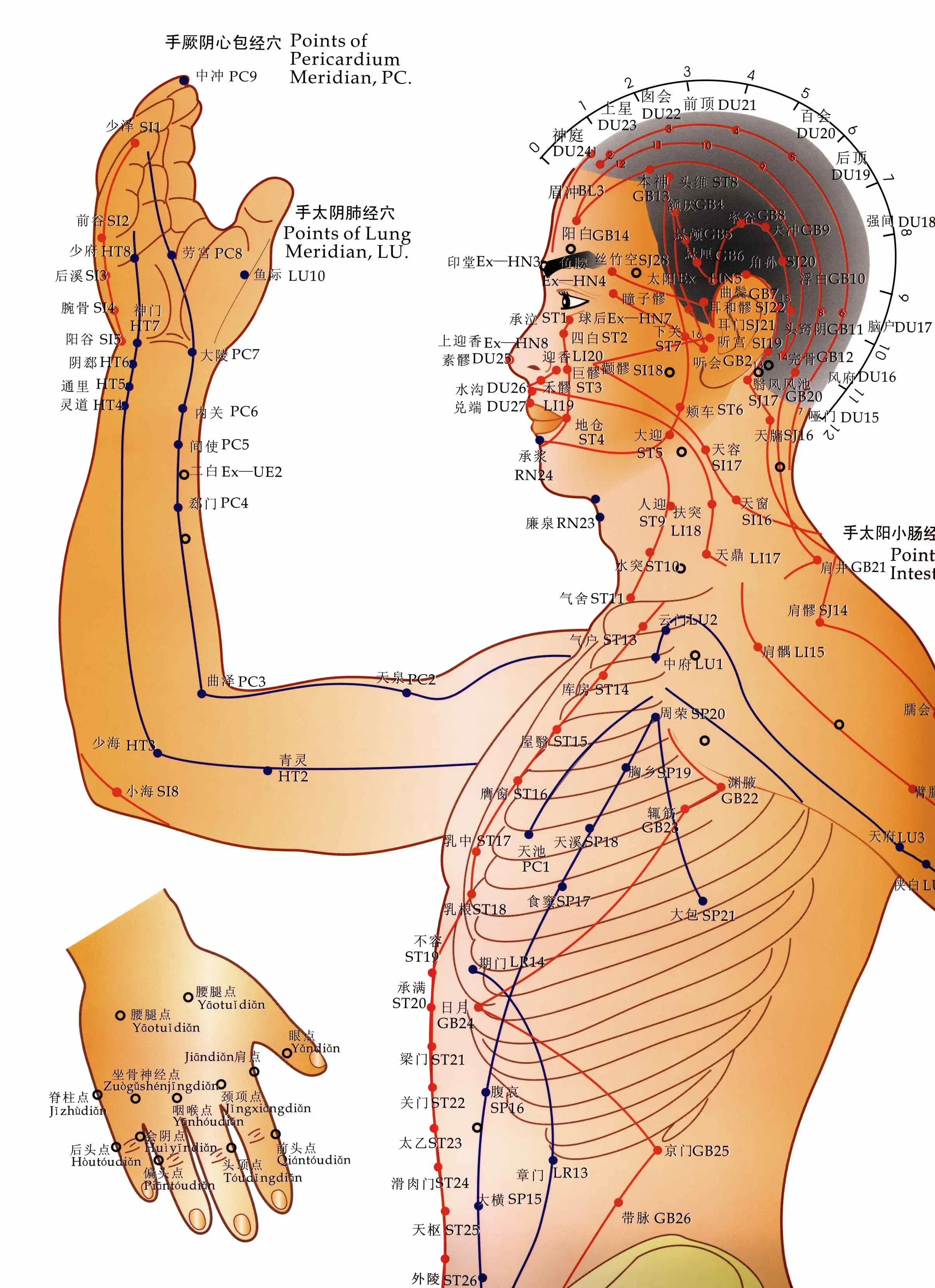 diagram of all acupuncture points