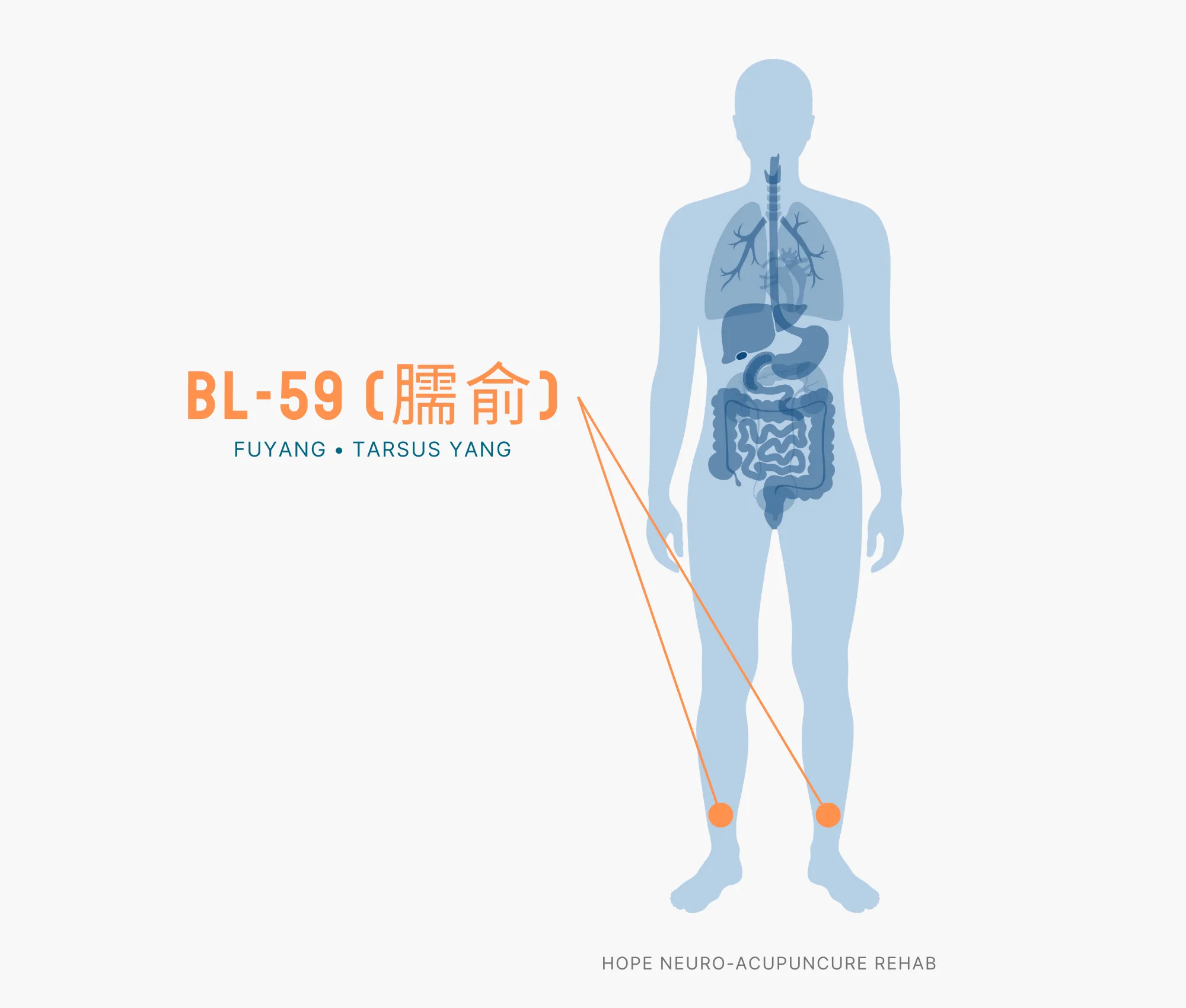 Diagram Showing Where the BL-59 Acupuncture Point (also known as Fuyang or Tarsus Yang) is within the Bladder Meridians