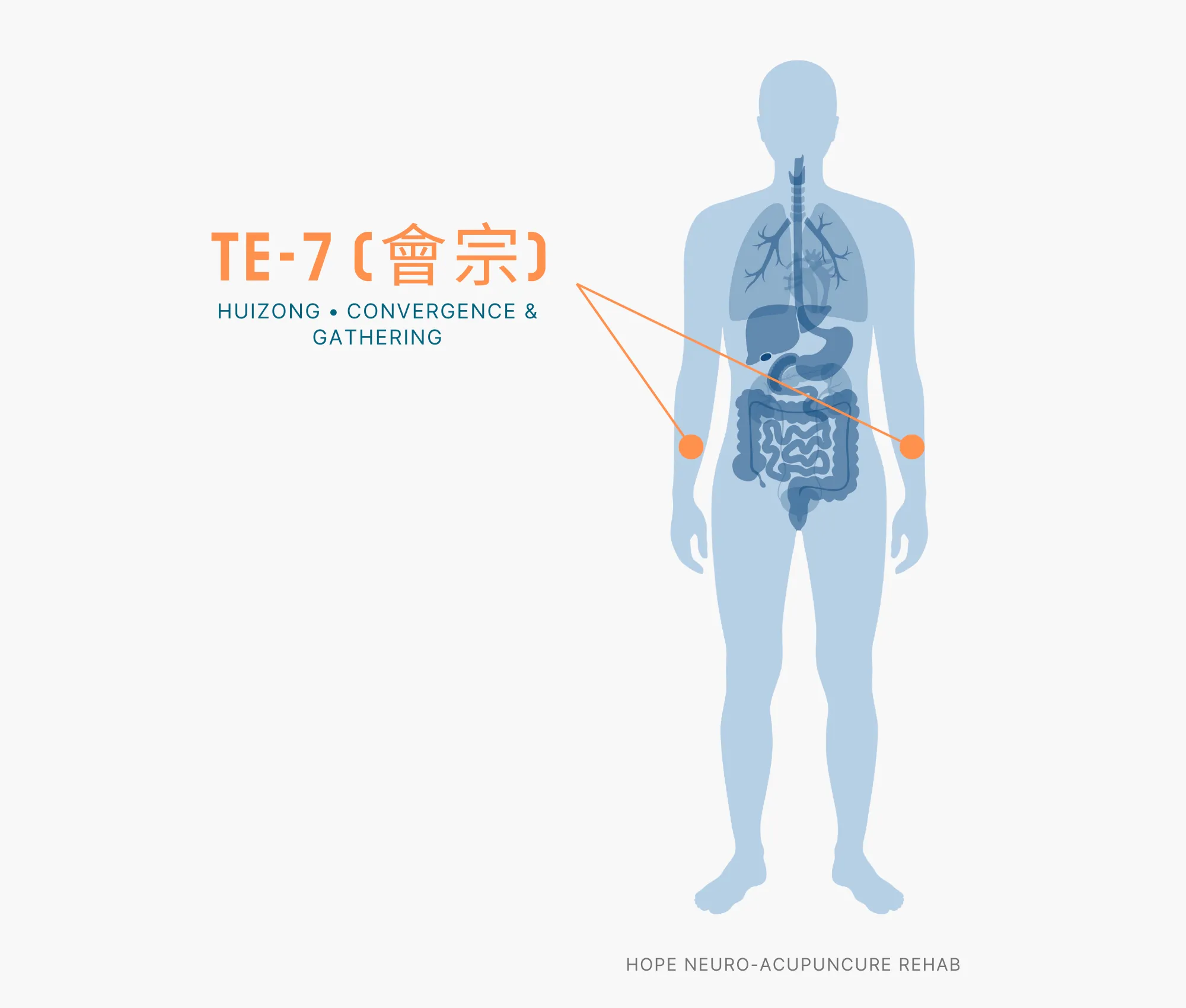 Diagram Showing Where the TE-7 Acupuncture Point (also known as Zhigou or Branch Ditch) is within the Triple Burner Meridian
