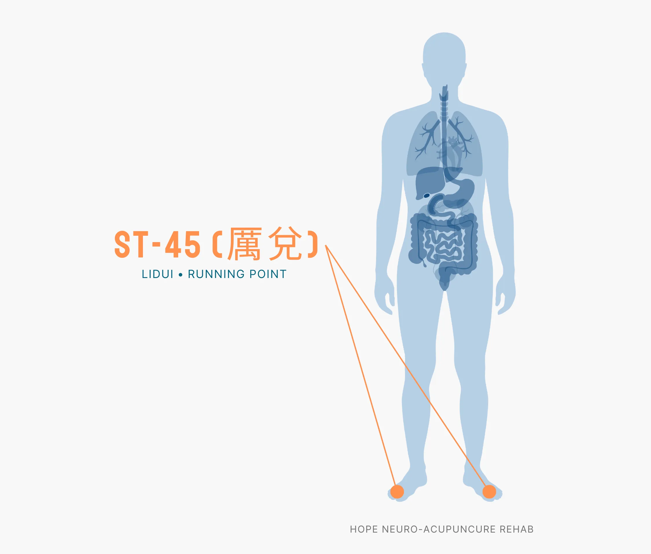 Diagram Showing Where the ST-45 Acupuncture Point (also known as Lidui or Running Point) is within the Stomach Meridians