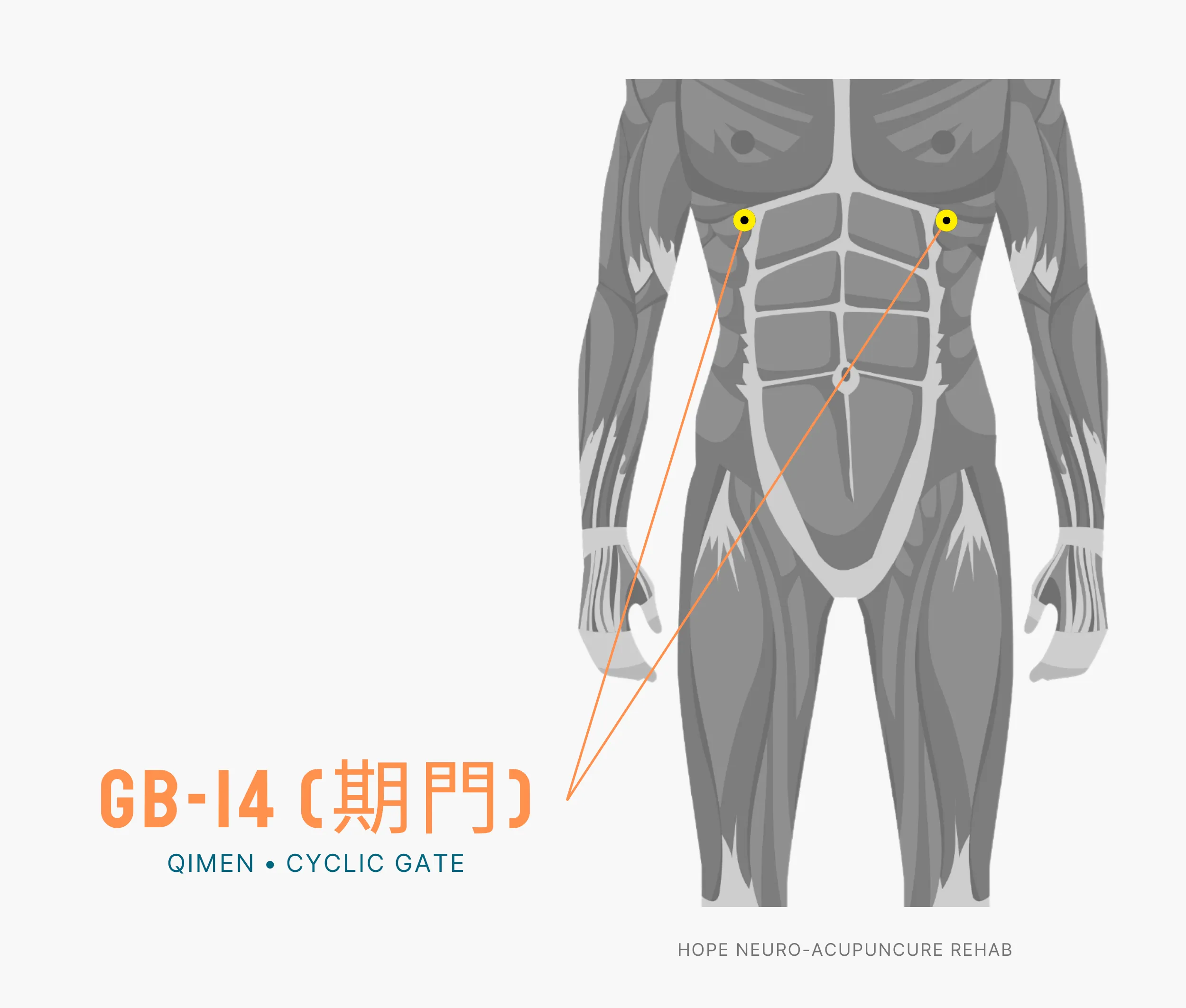 Diagram Showing Where the An Acupuncture Point is within the Liver Meridian