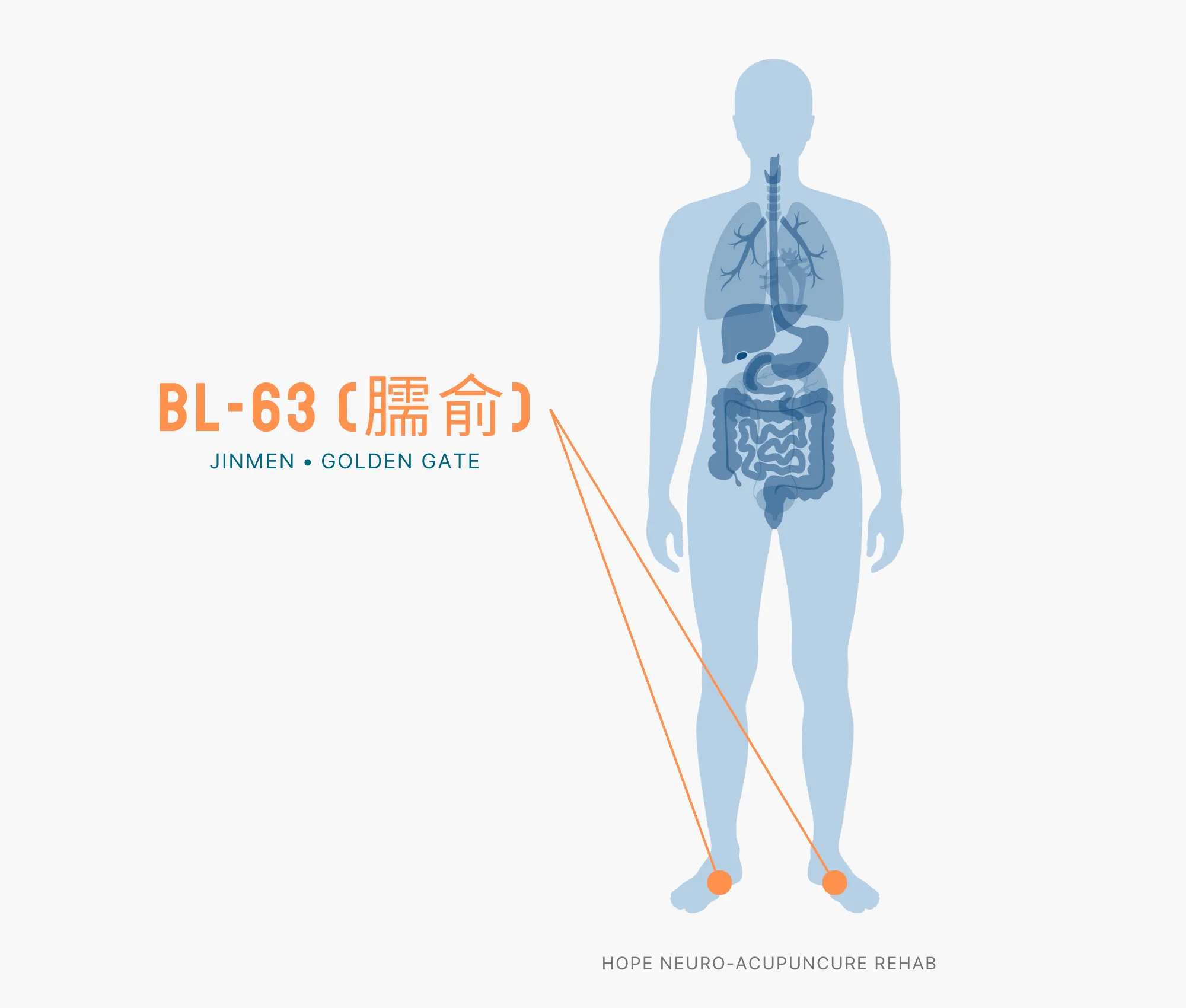 Diagram Showing Where the BL-63 Acupuncture Point (also known as Jinmen or Golden Gate) is within the Bladder Meridians