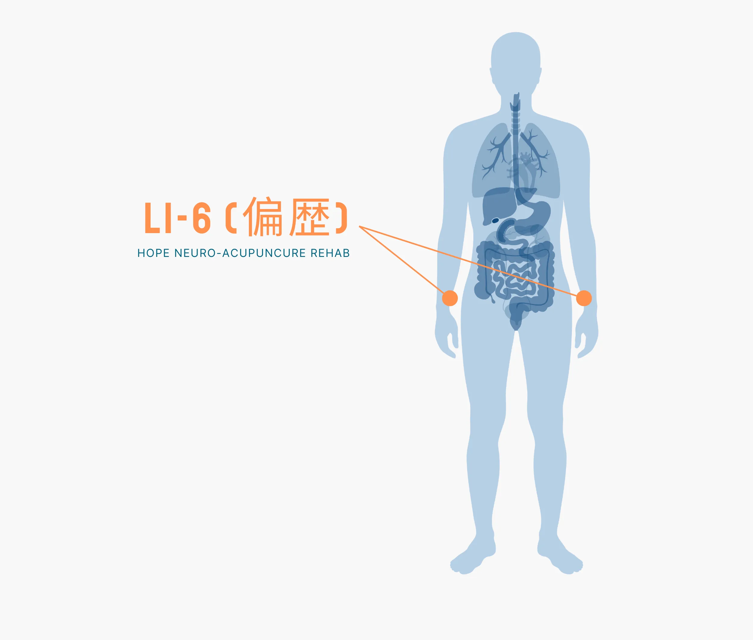 Diagram Showing Where the Li 6 Acupuncture Point is within the Large Intestine Meridians