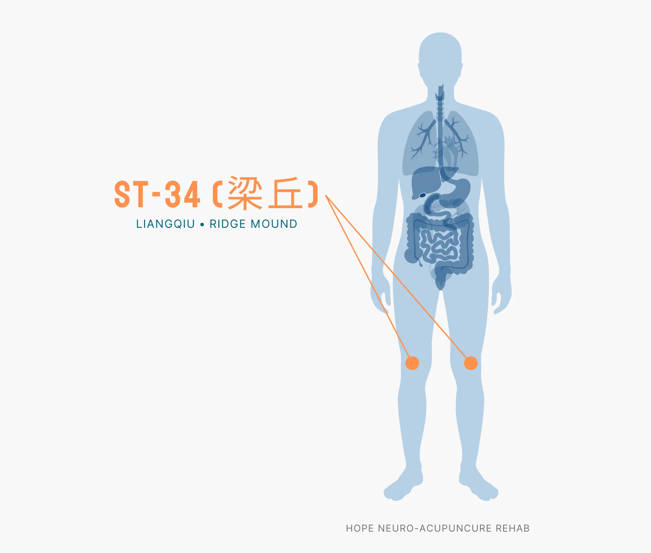 Diagram Showing Where the ST-34 Acupuncture Point (also known as Liangqiu or Ridge Mound) is within the Stomach Meridians
