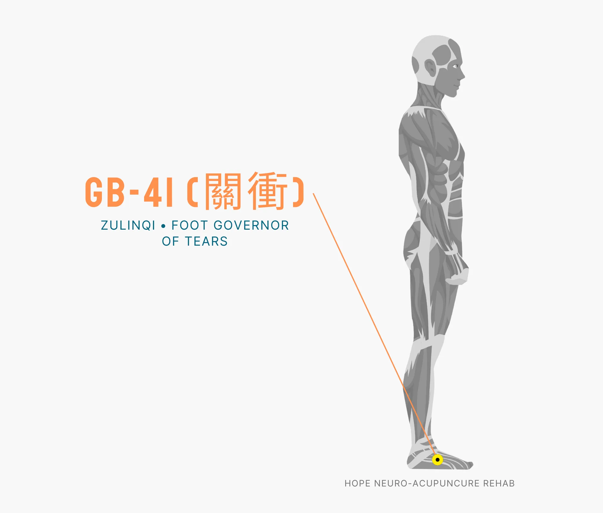 Diagram Showing Where the GB-41 Acupuncture Point (also known as (Zulinqi or Foot Governer of Tears) is within the Gallbladder Meridian