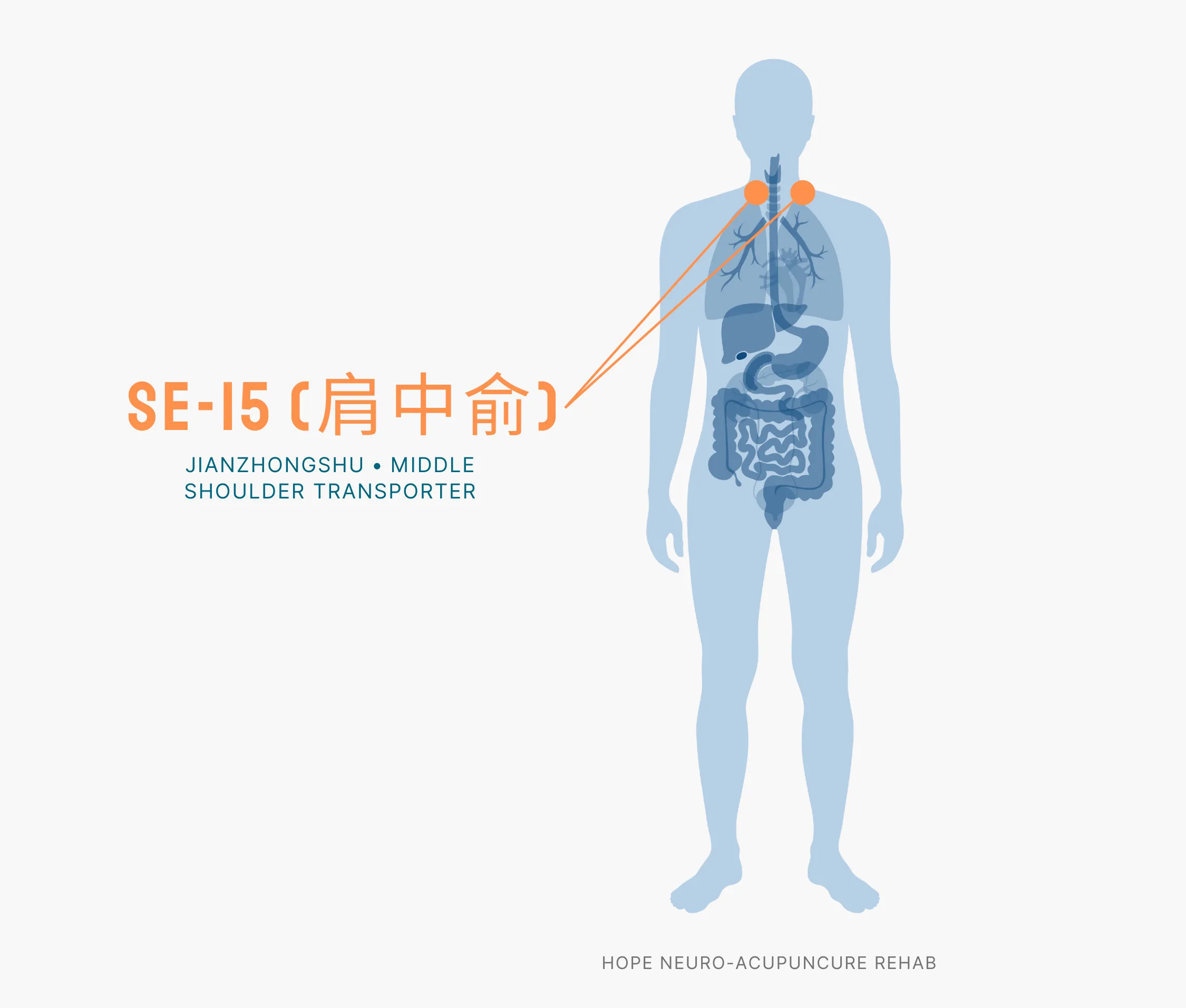 Diagram Showing Where the SI-15 Acupuncture Point (also known as Jianzhongshu or Middle Shoulder Transporter) is within the Small Intestine Meridians