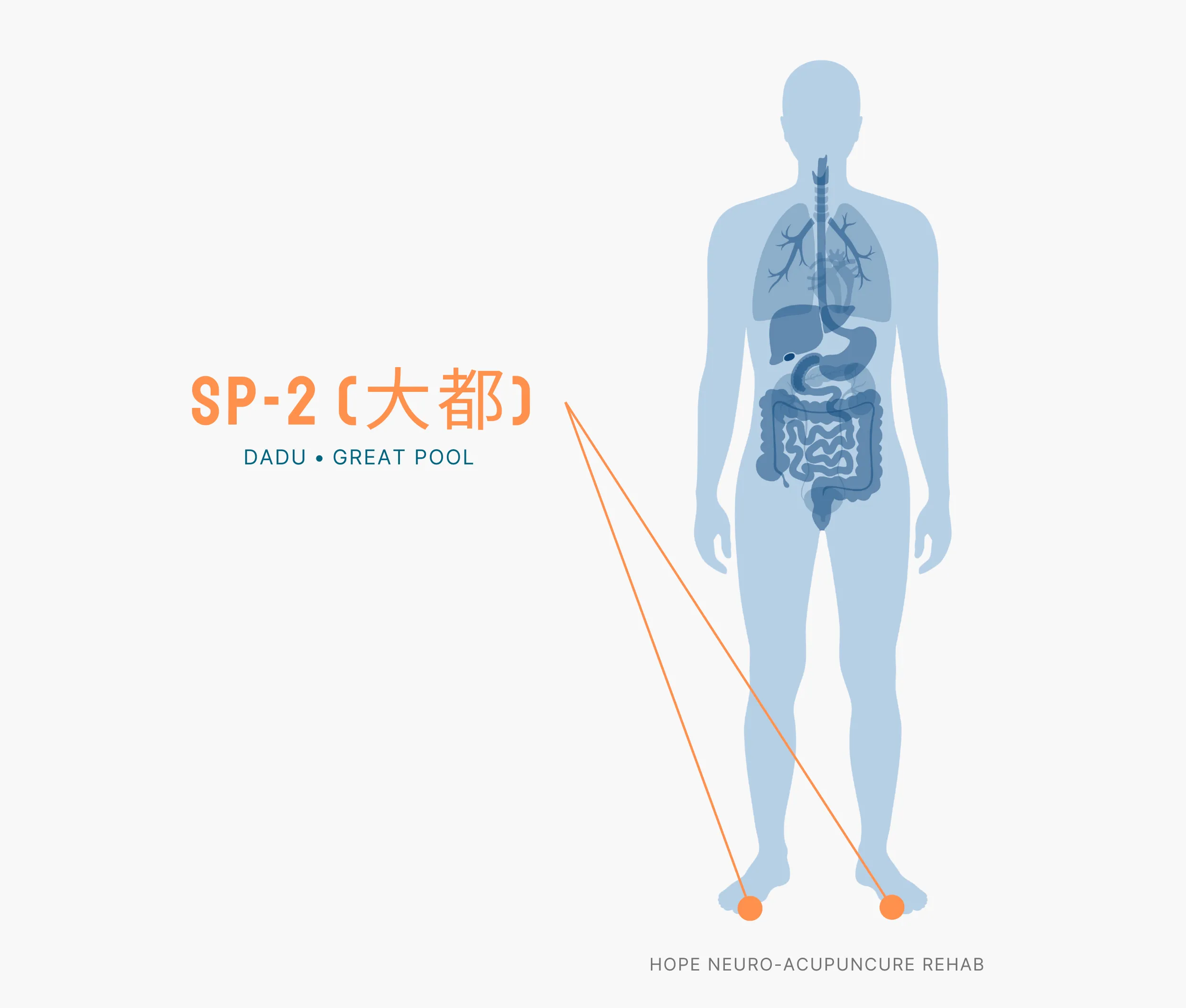 Diagram Showing Where the SP-2 Acupuncture Point (also known as Dadu or Great Pool) is within the Spleen Meridians